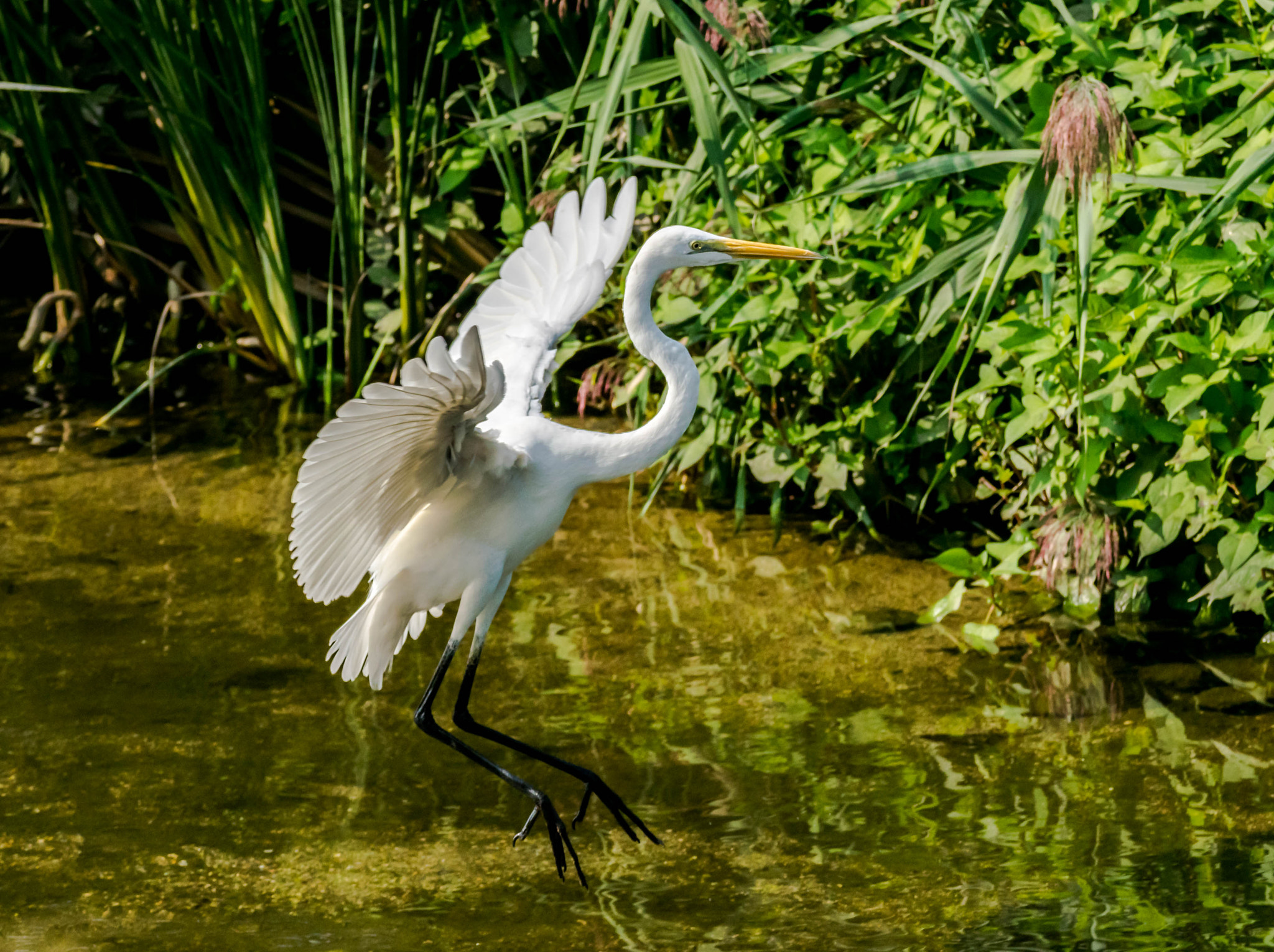Sigma 70-200mm F2.8 EX DG OS HSM sample photo. Egret photography