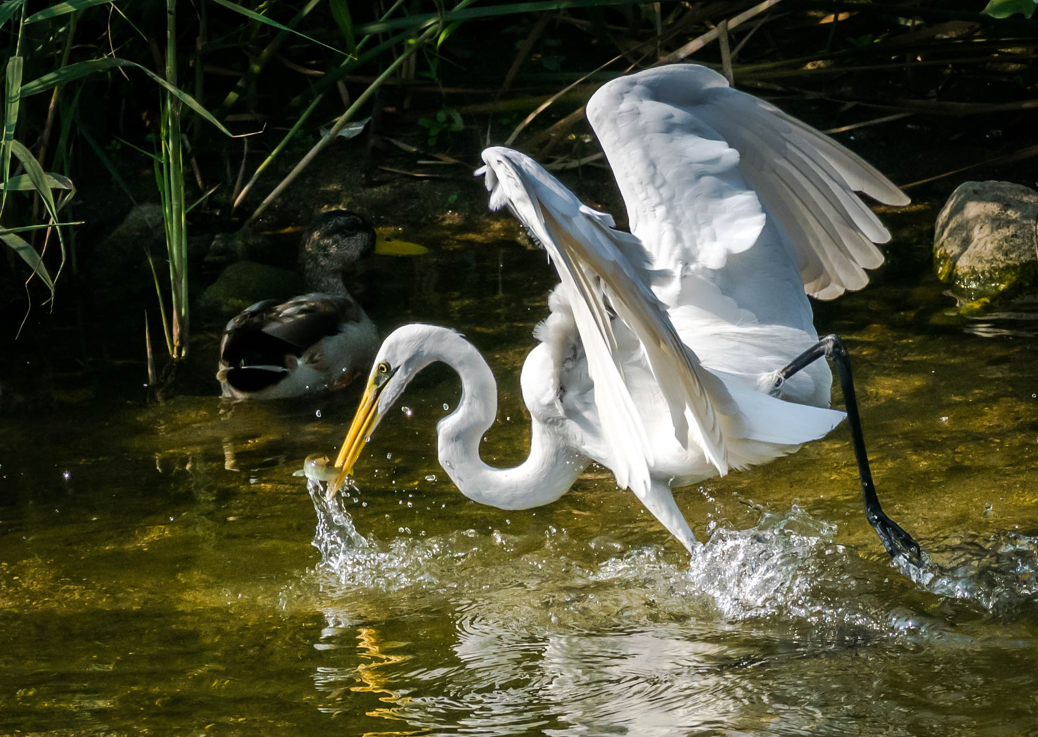 Sigma 70-200mm F2.8 EX DG OS HSM sample photo. Great egret photography