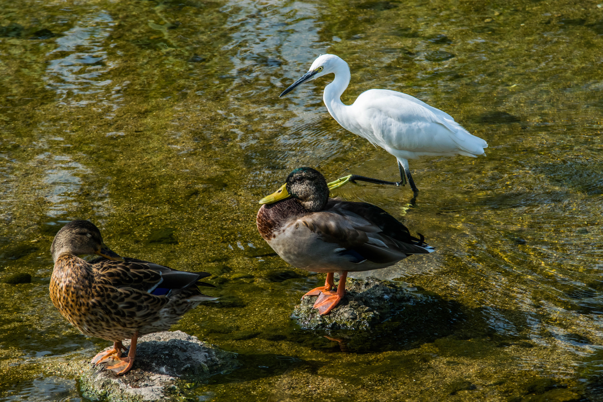 Sigma 70-200mm F2.8 EX DG OS HSM sample photo. Wild ducks photography