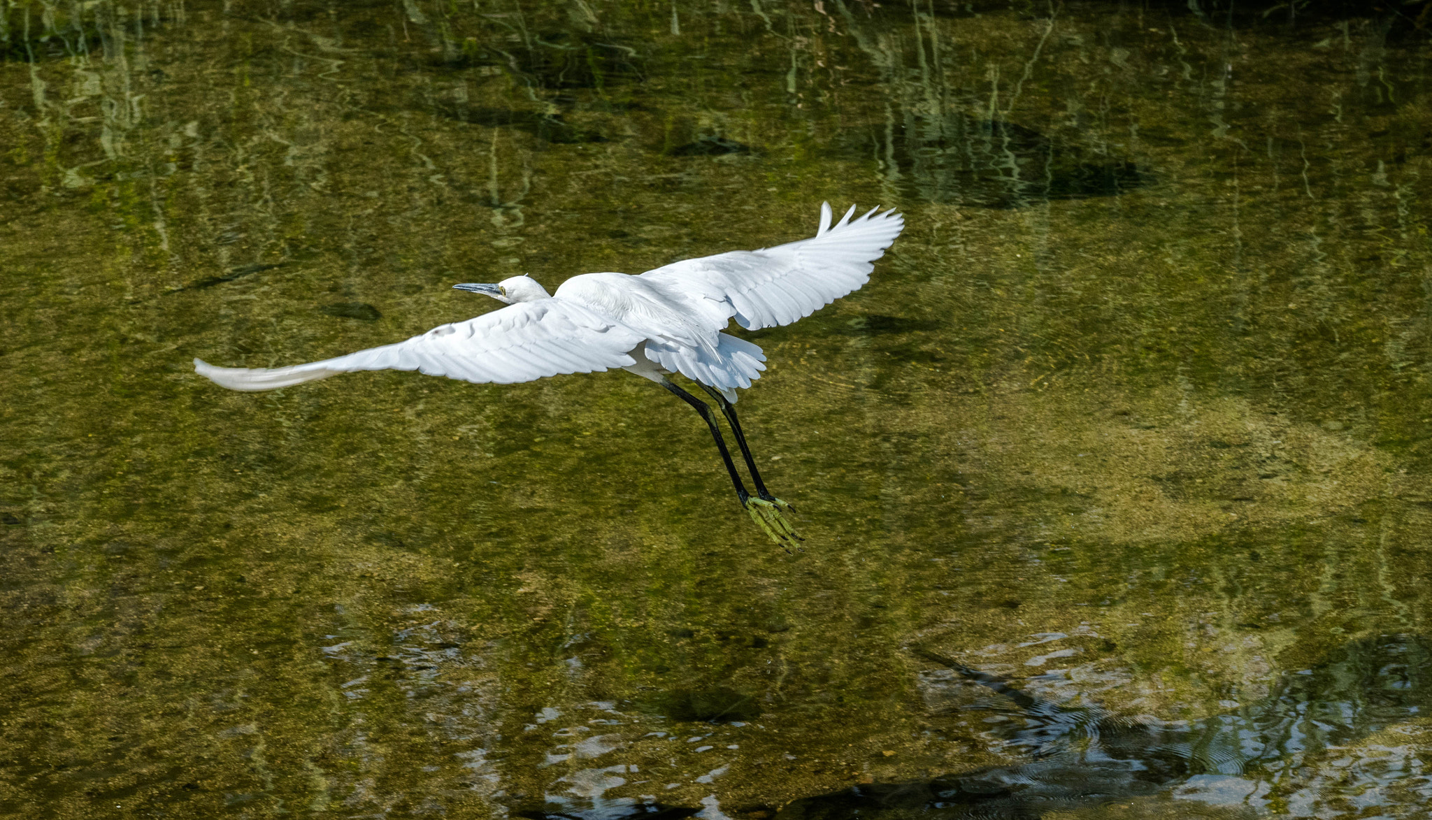 Sigma 70-200mm F2.8 EX DG OS HSM sample photo. Storks photography