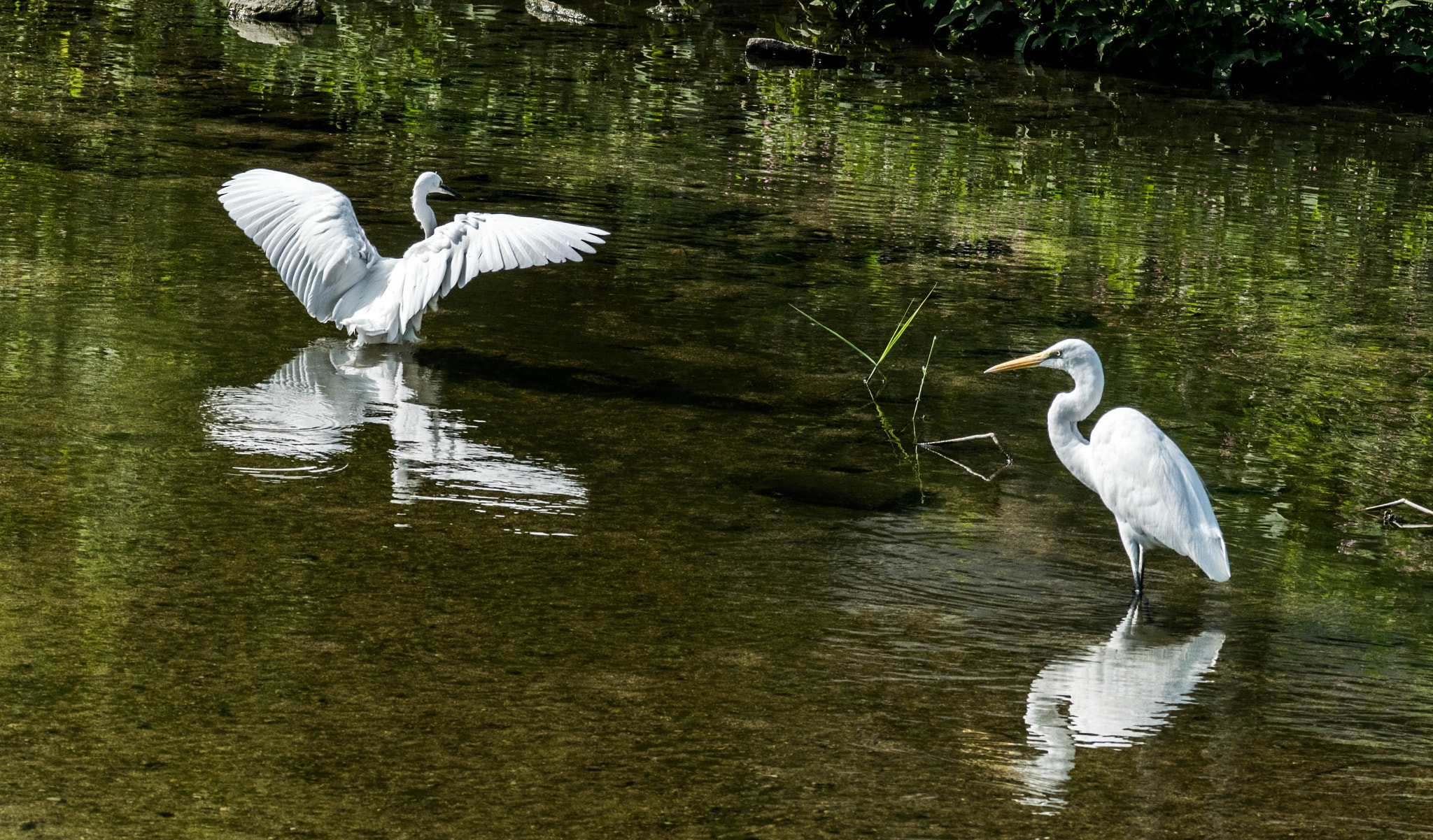 Sigma 70-200mm F2.8 EX DG OS HSM sample photo. Storks photography