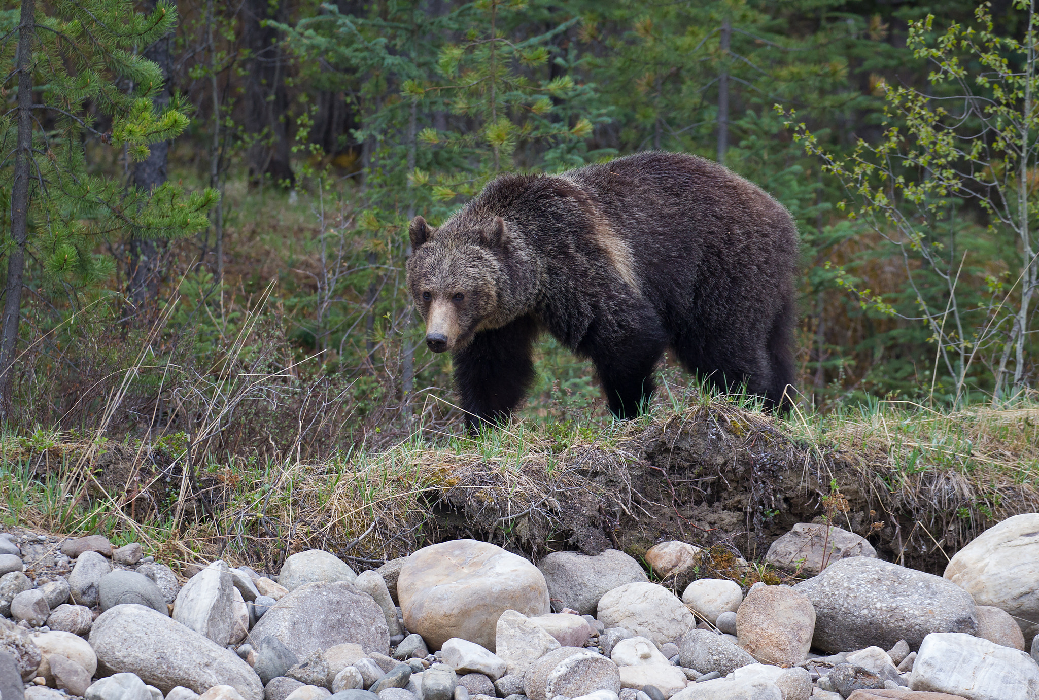 Canon EOS-1D Mark IV sample photo. Brown bear photography