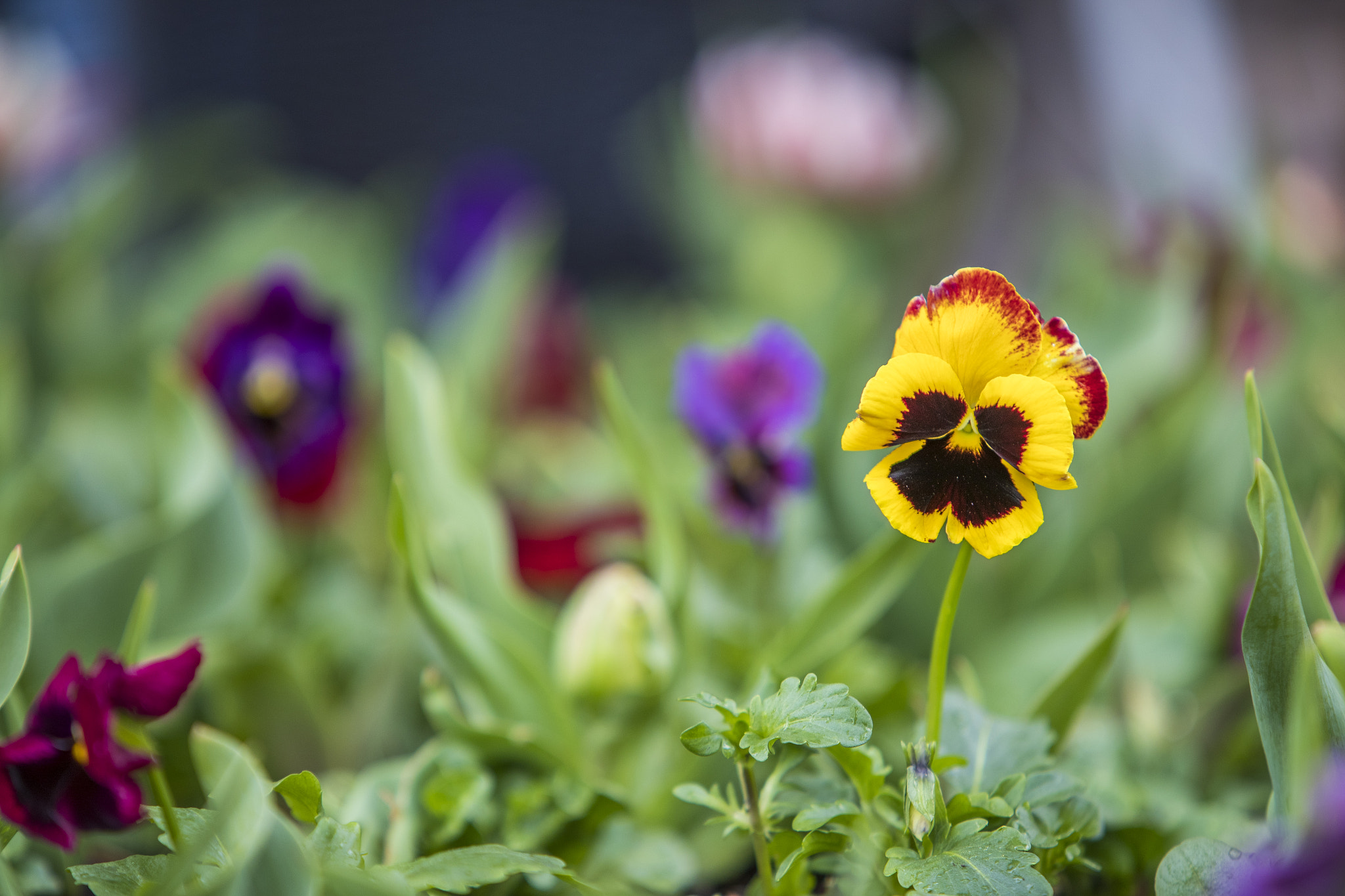 Canon EF 70-200mm F2.8L IS USM sample photo. Floriade canberra 2016 photography