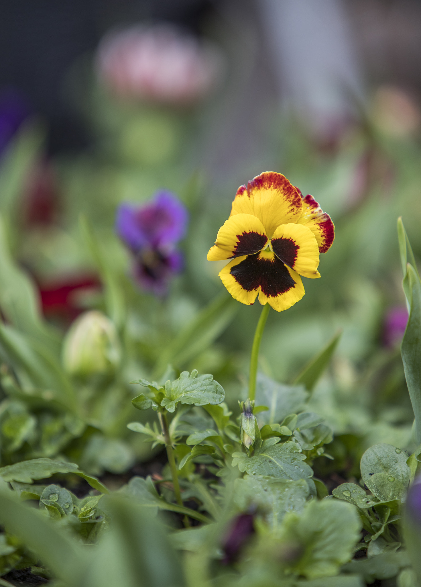 Canon EF 70-200mm F2.8L IS USM sample photo. Floriade canberra 2016 photography