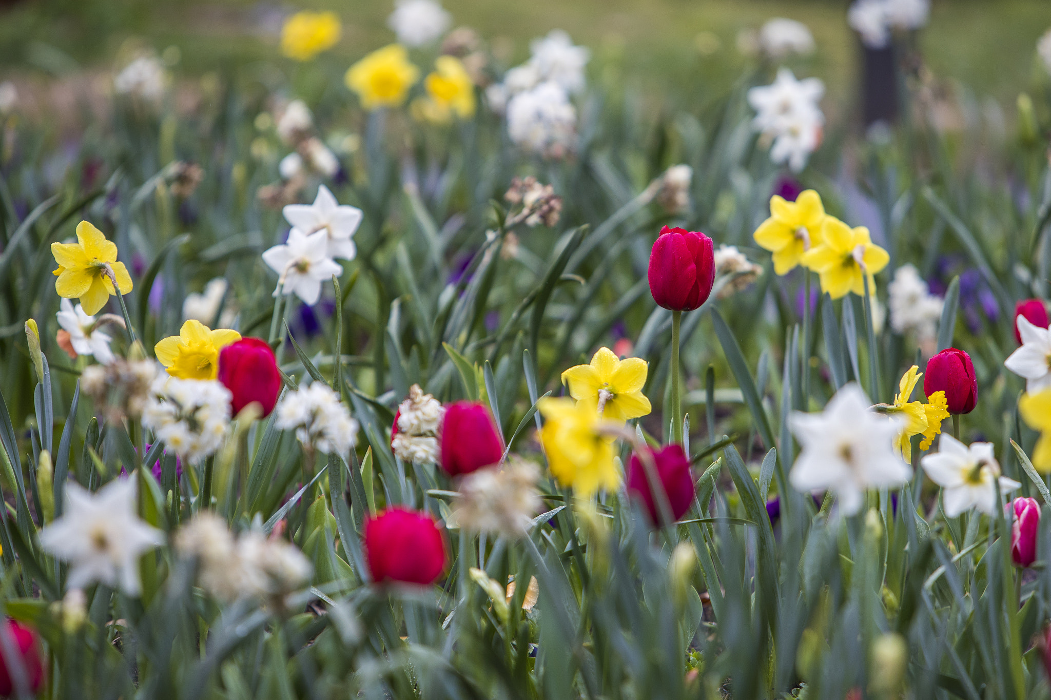 Canon EF 70-200mm F2.8L IS USM sample photo. Floriade canberra 2016 photography