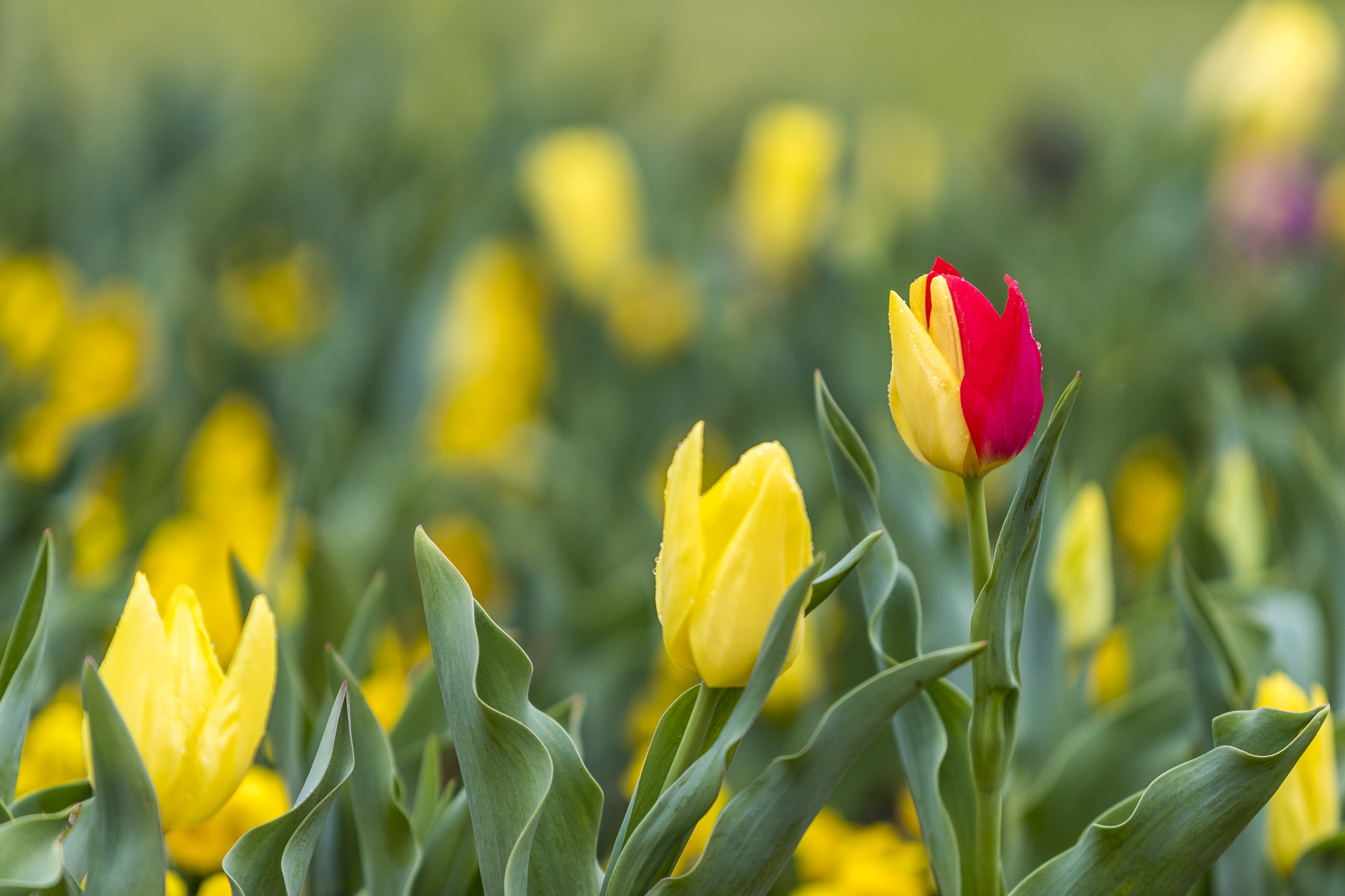 Canon EF 70-200mm F2.8L IS USM sample photo. Floriade canberra 2016 photography
