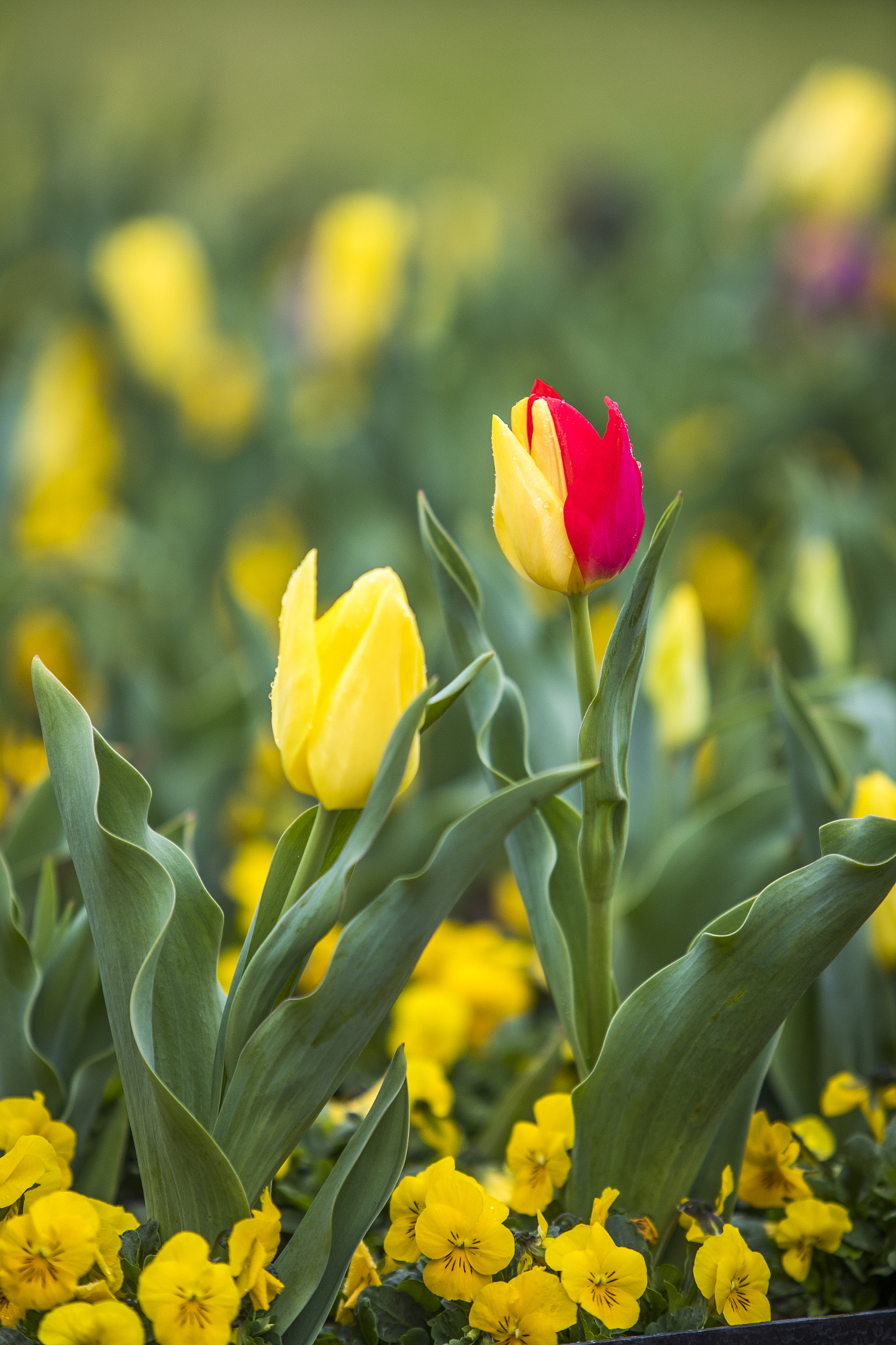 Canon EF 70-200mm F2.8L IS USM sample photo. Floriade canberra 2016 photography