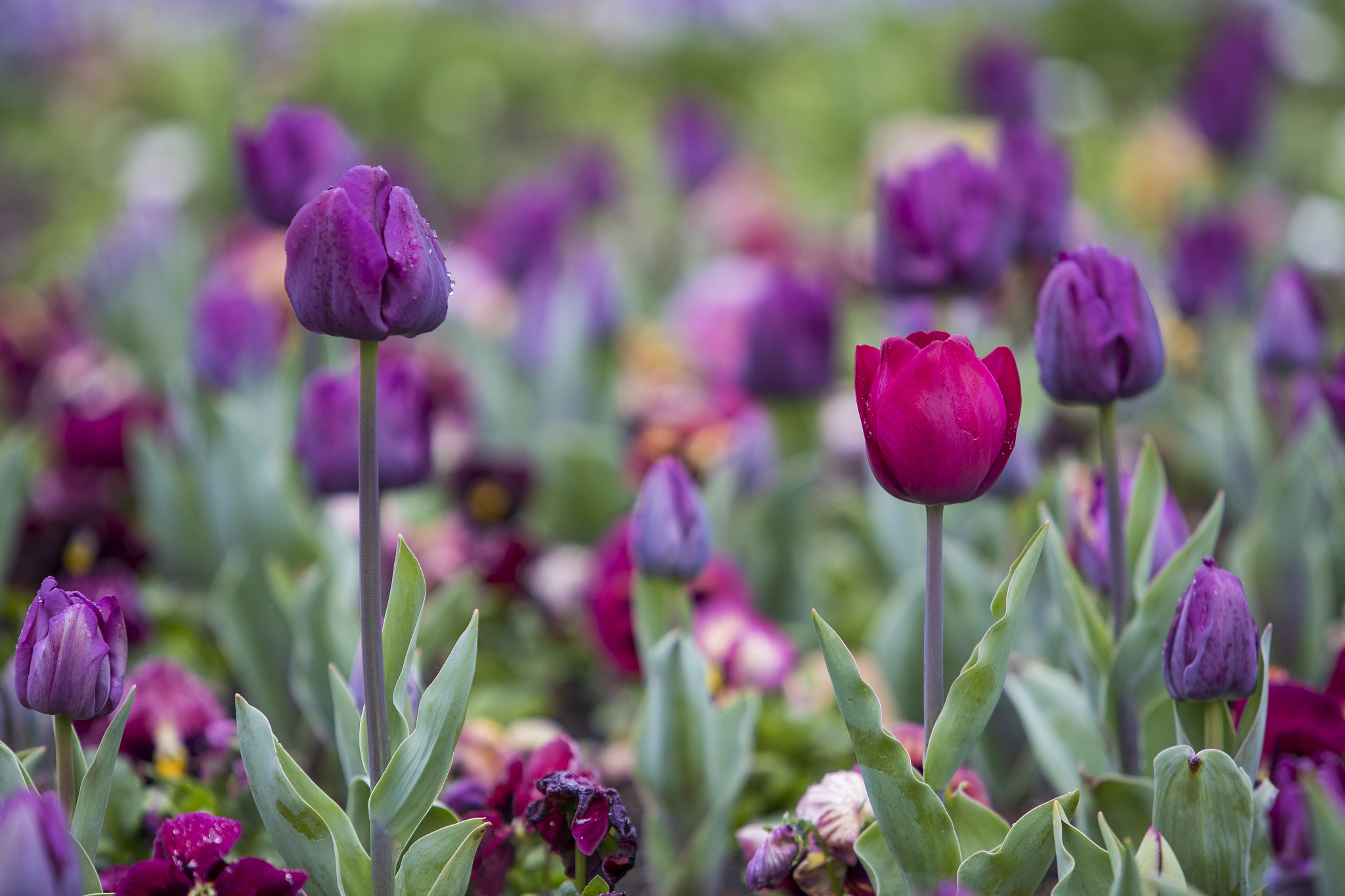 Canon EF 70-200mm F2.8L IS USM sample photo. Floriade canberra 2016 photography