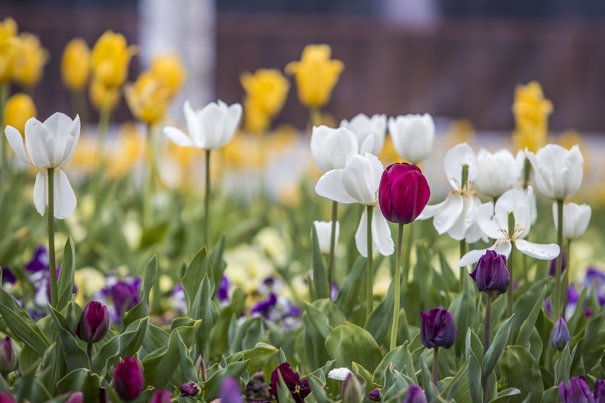 Canon EF 70-200mm F2.8L IS USM sample photo. Floriade canberra 2016 photography