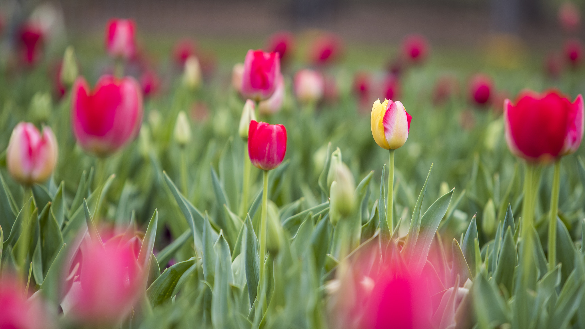 Canon EF 70-200mm F2.8L IS USM sample photo. Floriade canberra 2016 photography