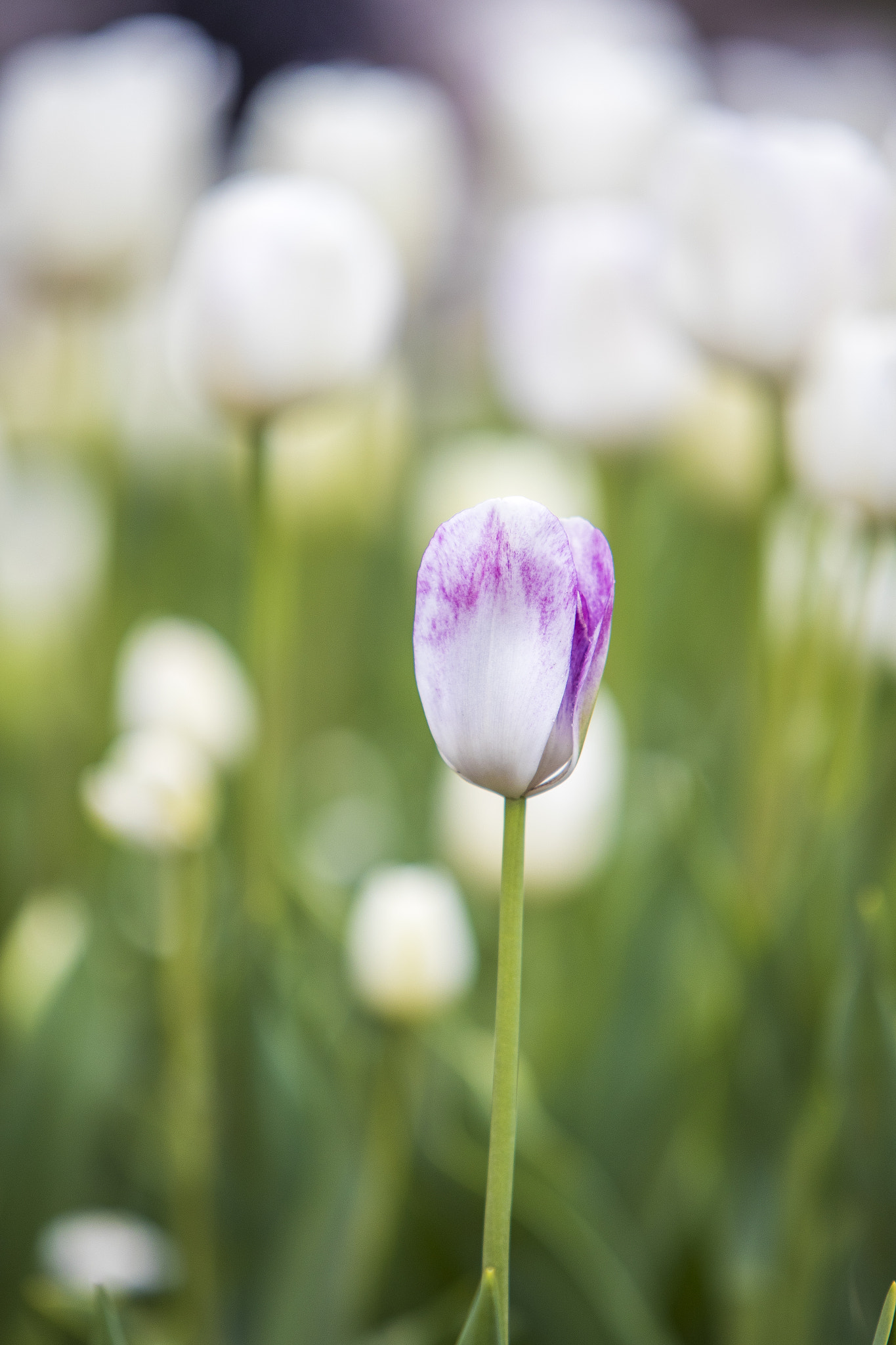 Canon EF 70-200mm F2.8L IS USM sample photo. Floriade canberra 2016 photography