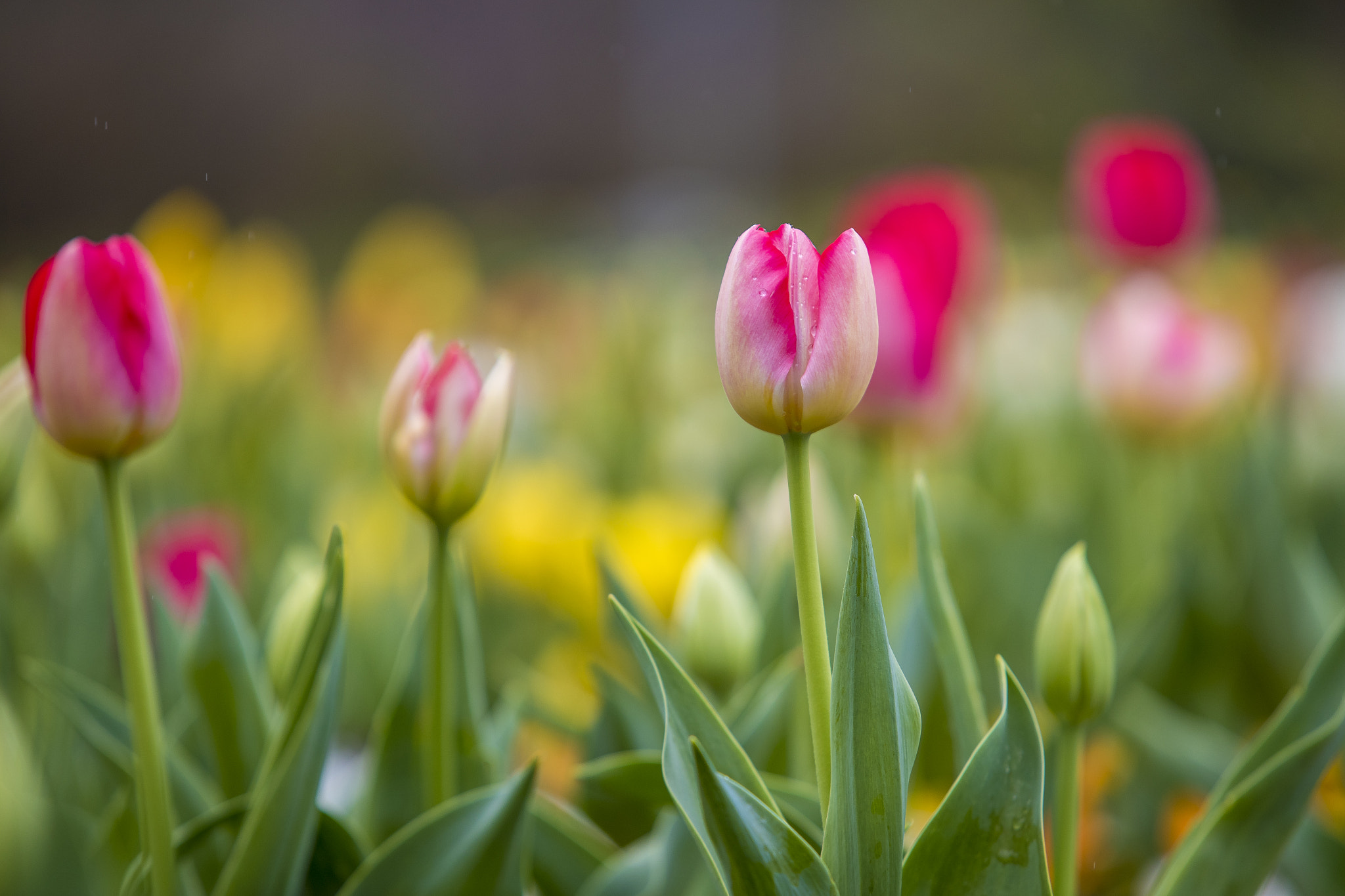 Canon EF 70-200mm F2.8L IS USM sample photo. Floriade canberra 2016 photography