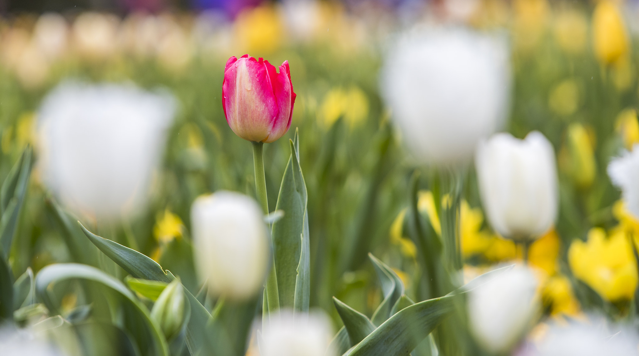 Canon EF 70-200mm F2.8L IS USM sample photo. Floriade canberra 2016 photography