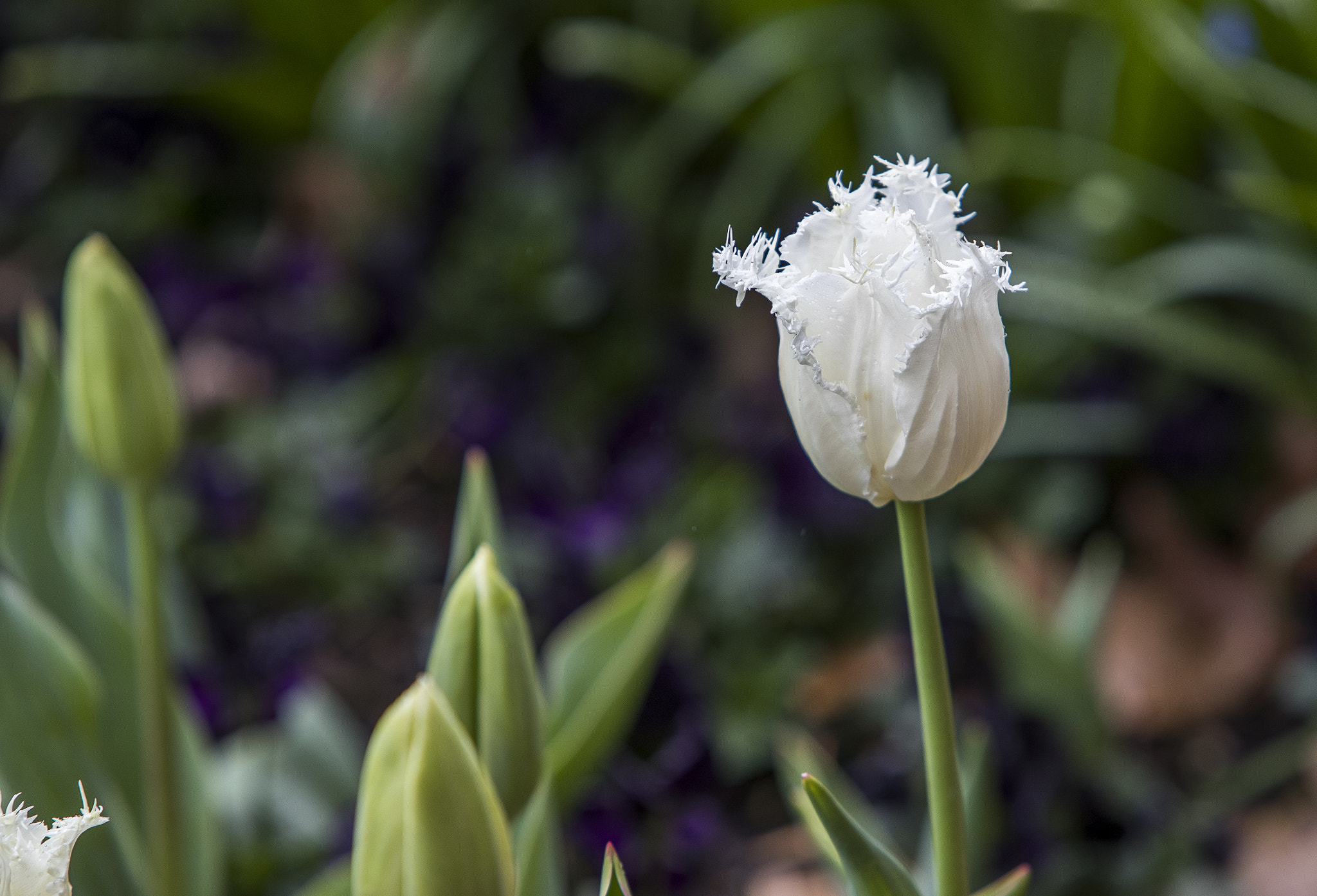 Canon EF 70-200mm F2.8L IS USM sample photo. Floriade canberra 2016 photography