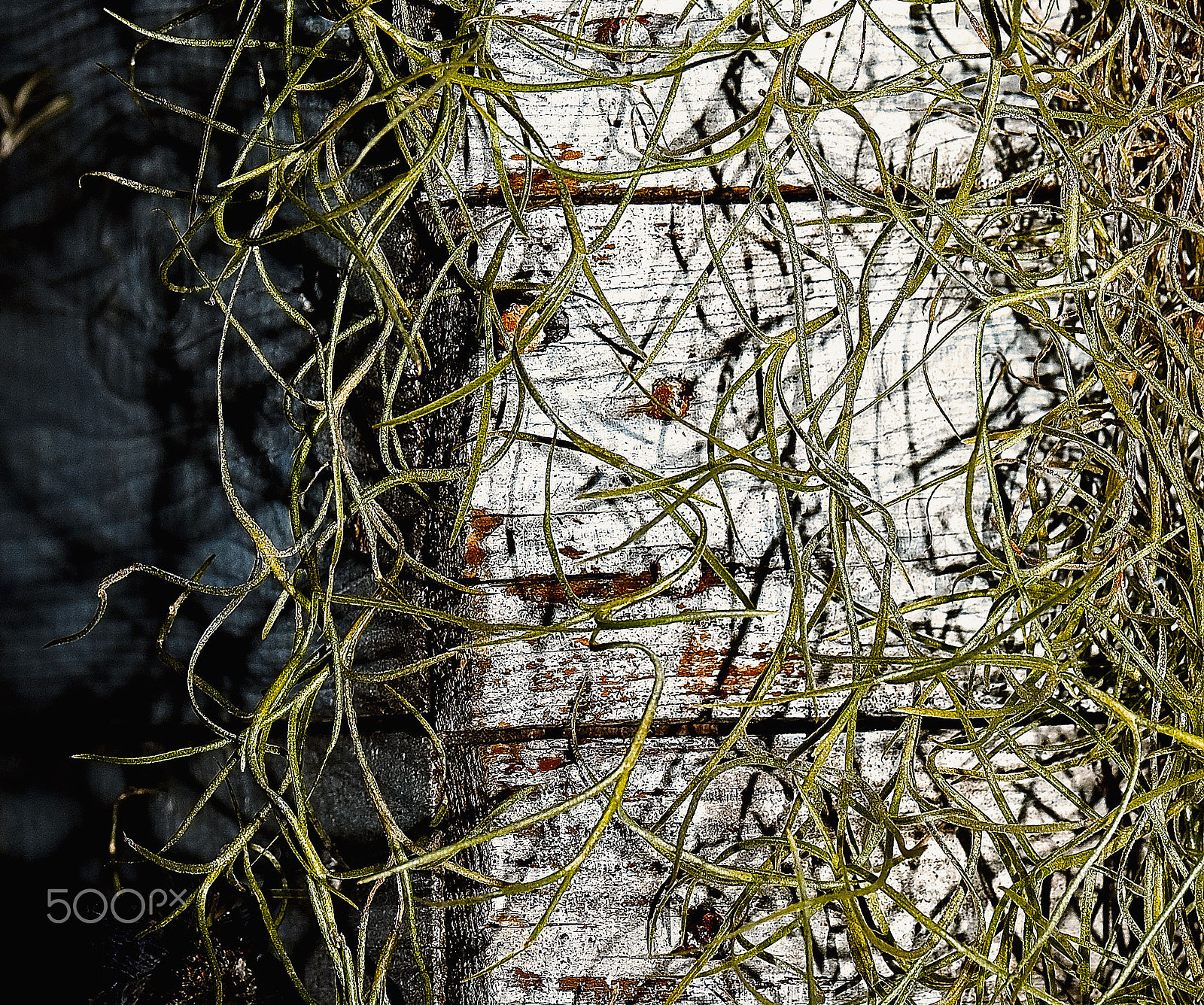 Nikon D200 sample photo. Grass wearing in wooden box photography