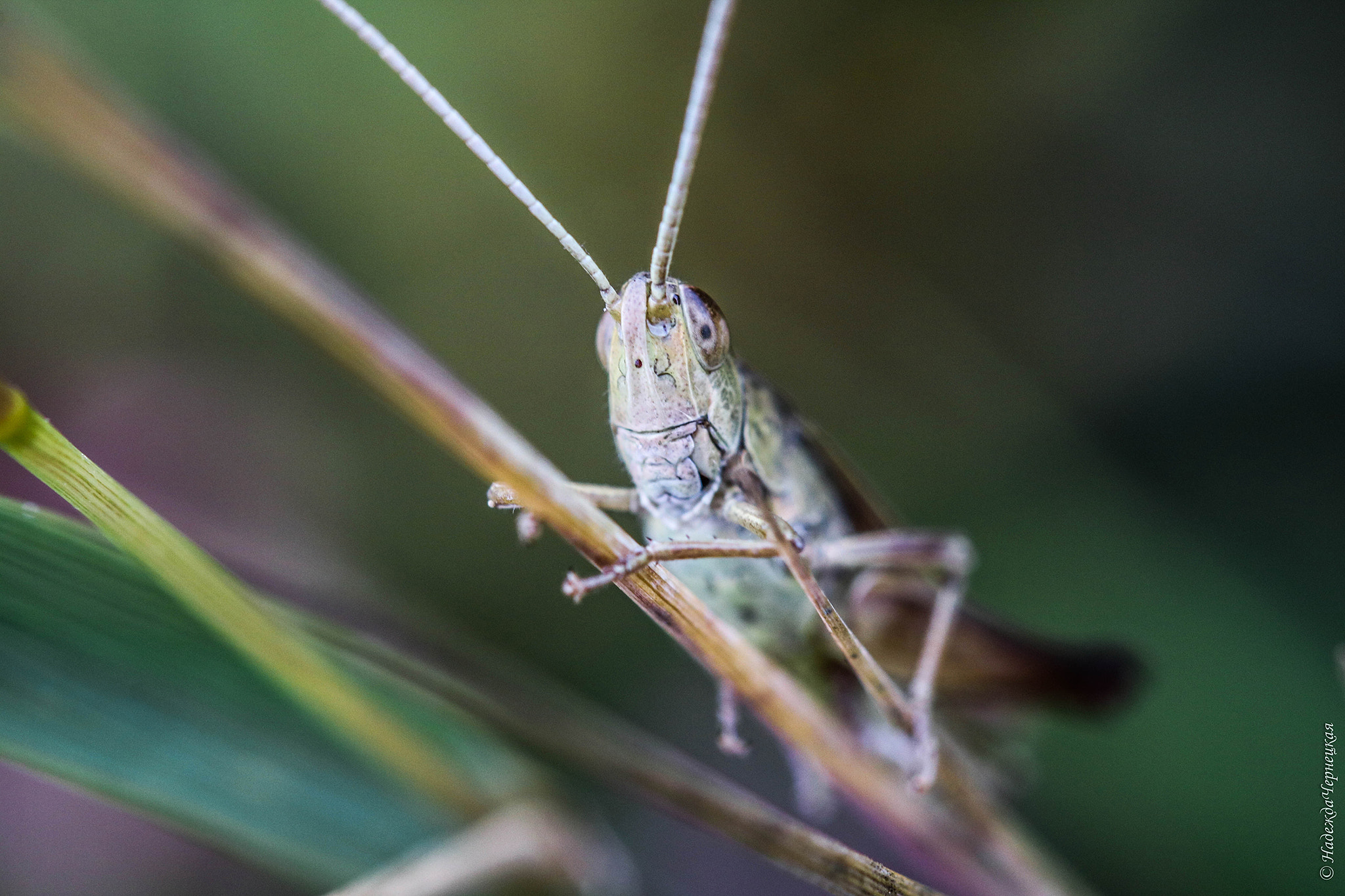 Canon EOS 750D (EOS Rebel T6i / EOS Kiss X8i) + Canon EF 100mm F2.8L Macro IS USM sample photo. Улыбнитесь люди, я кузнечик photography