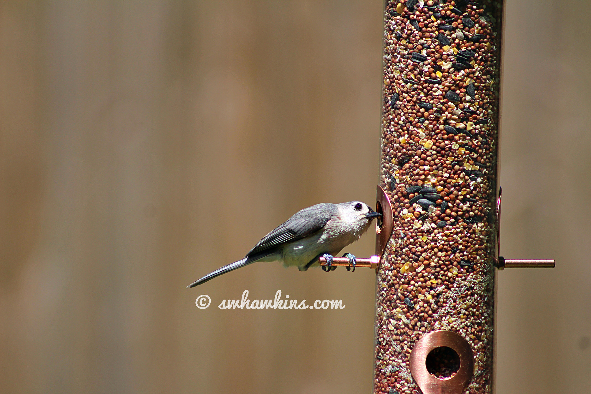 Canon EF75-300mm f/4-5.6 sample photo. Bird on a feeder photography