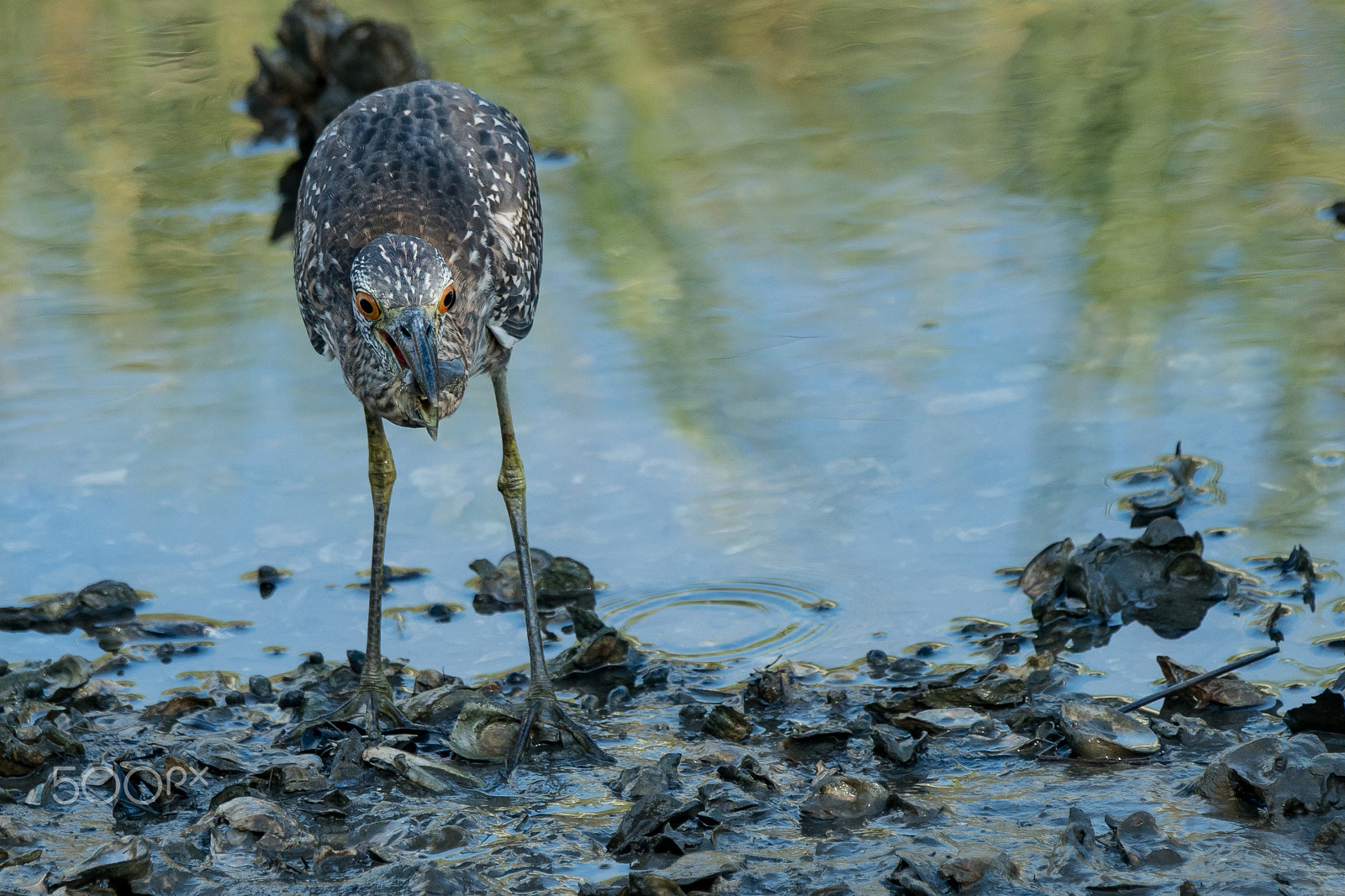 Sony 70-400mm F4-5.6 G SSM II sample photo. Bye mr. krabs photography
