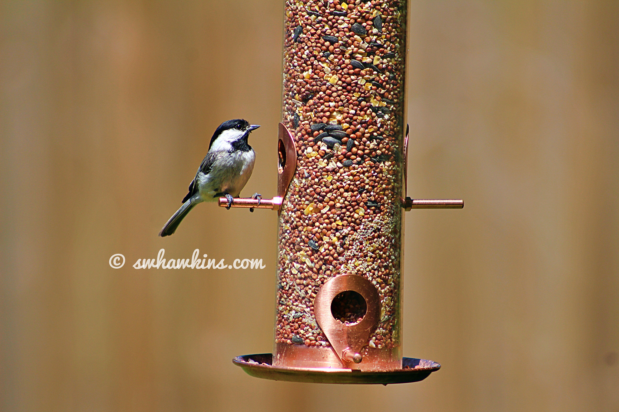 Canon EF75-300mm f/4-5.6 sample photo. Bird on a feeder photography