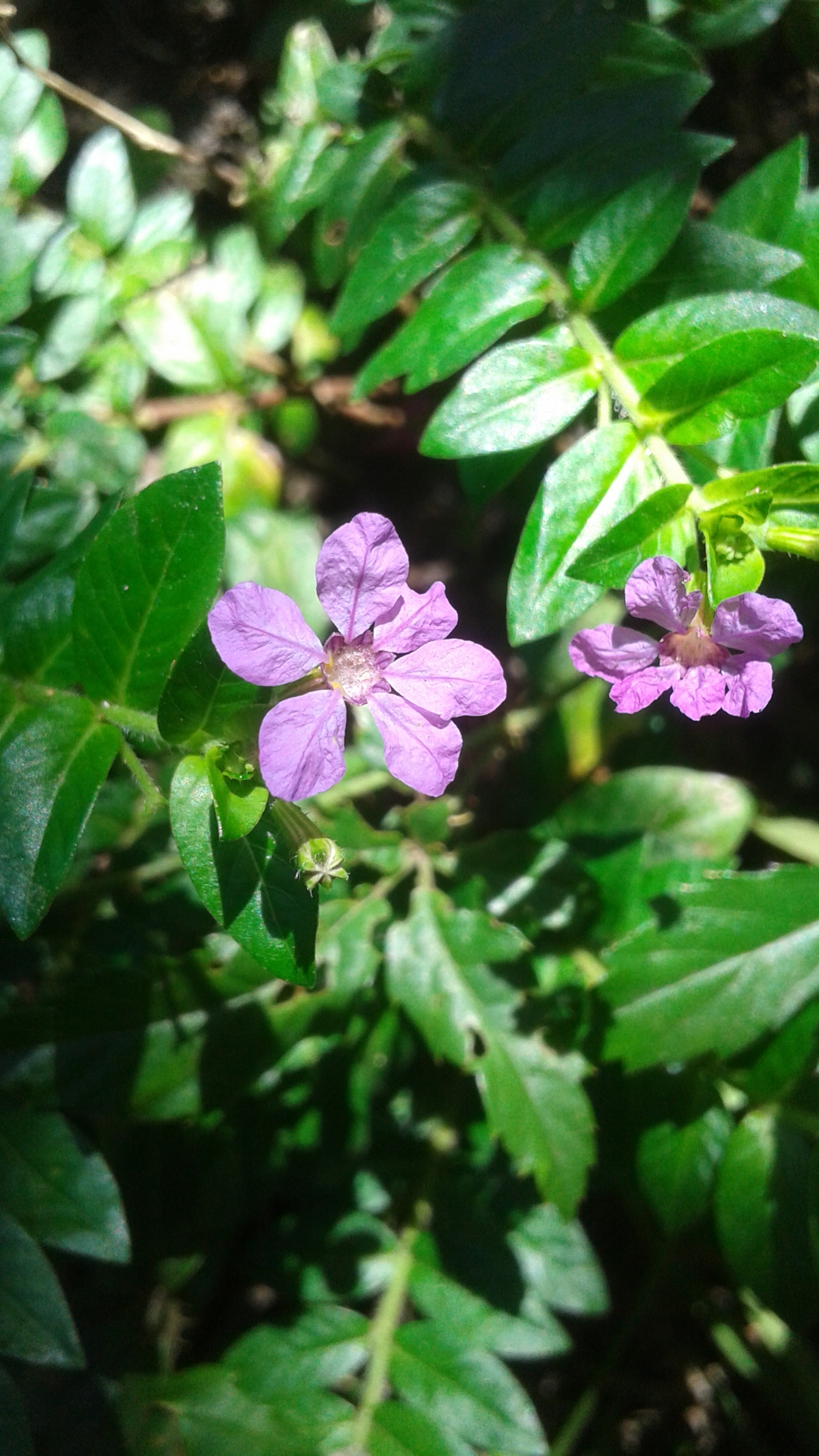 Samsung Galaxy Avant sample photo