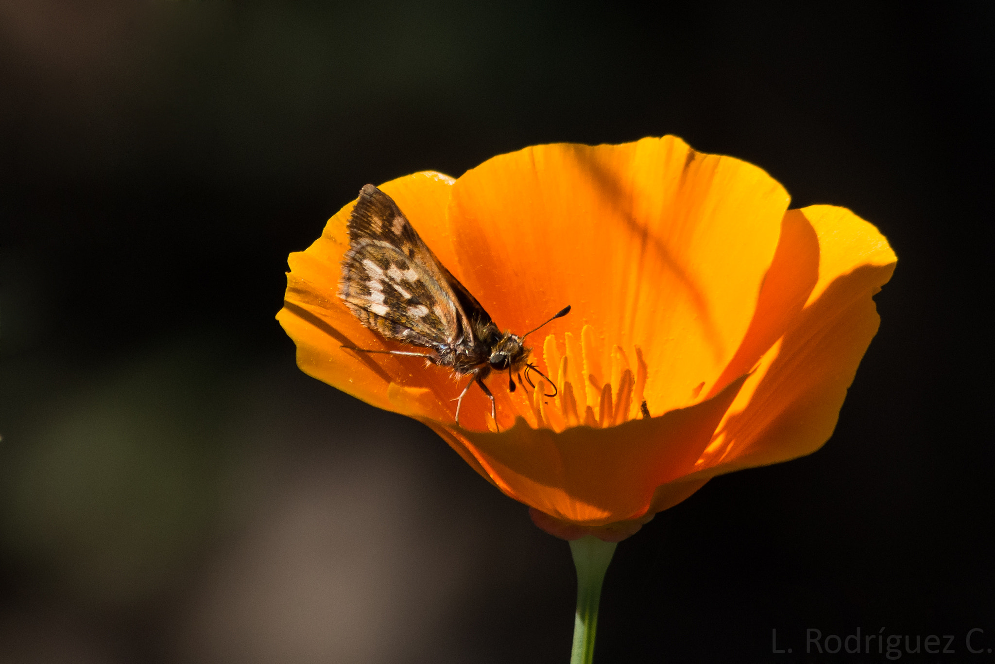 Pentax K-30 sample photo. Butterfly on a flower photography