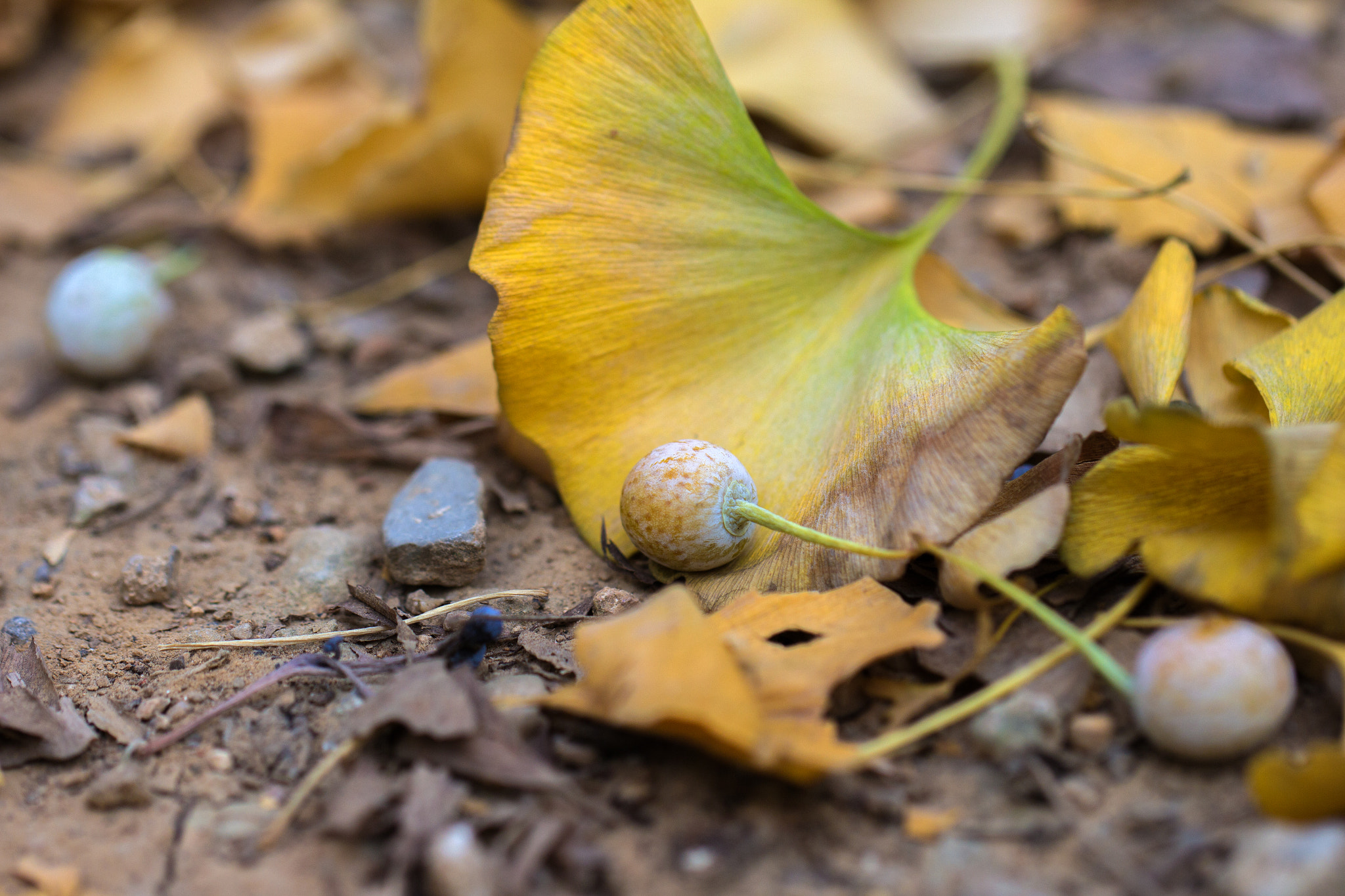 Canon EOS 60D + Canon EF 100mm F2.8L Macro IS USM sample photo. Mg photography