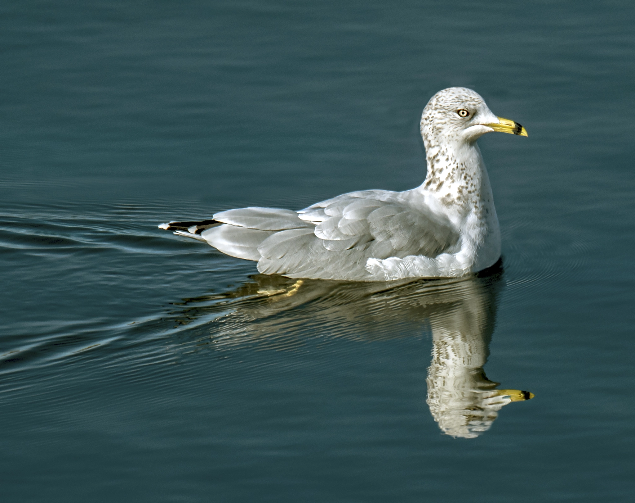 Nikon D3X sample photo. Cruzin gull photography