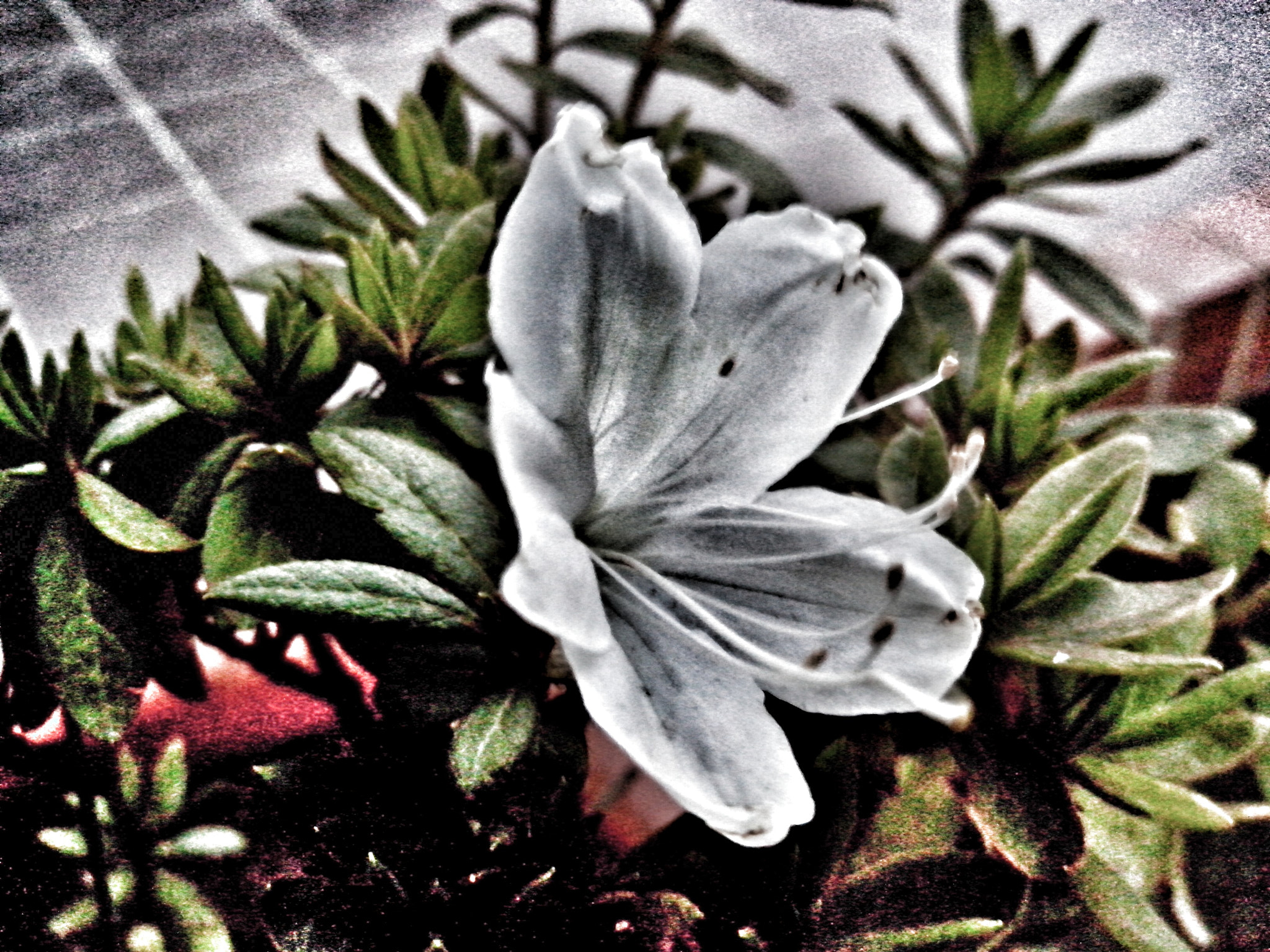 Motorola RAZR D3 sample photo. Jugando con efectos(1) linda flor photography