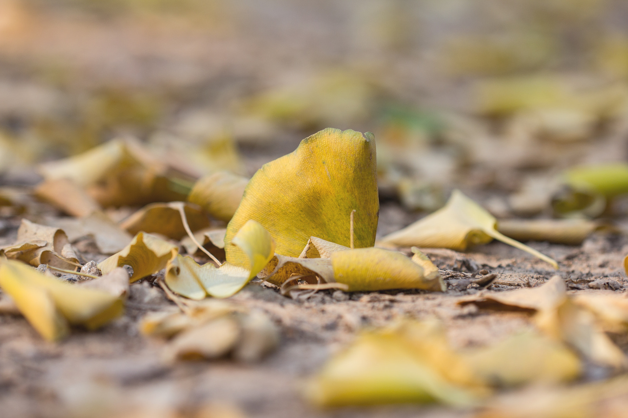 Canon EOS 60D + Canon EF 100mm F2.8L Macro IS USM sample photo. Mg photography