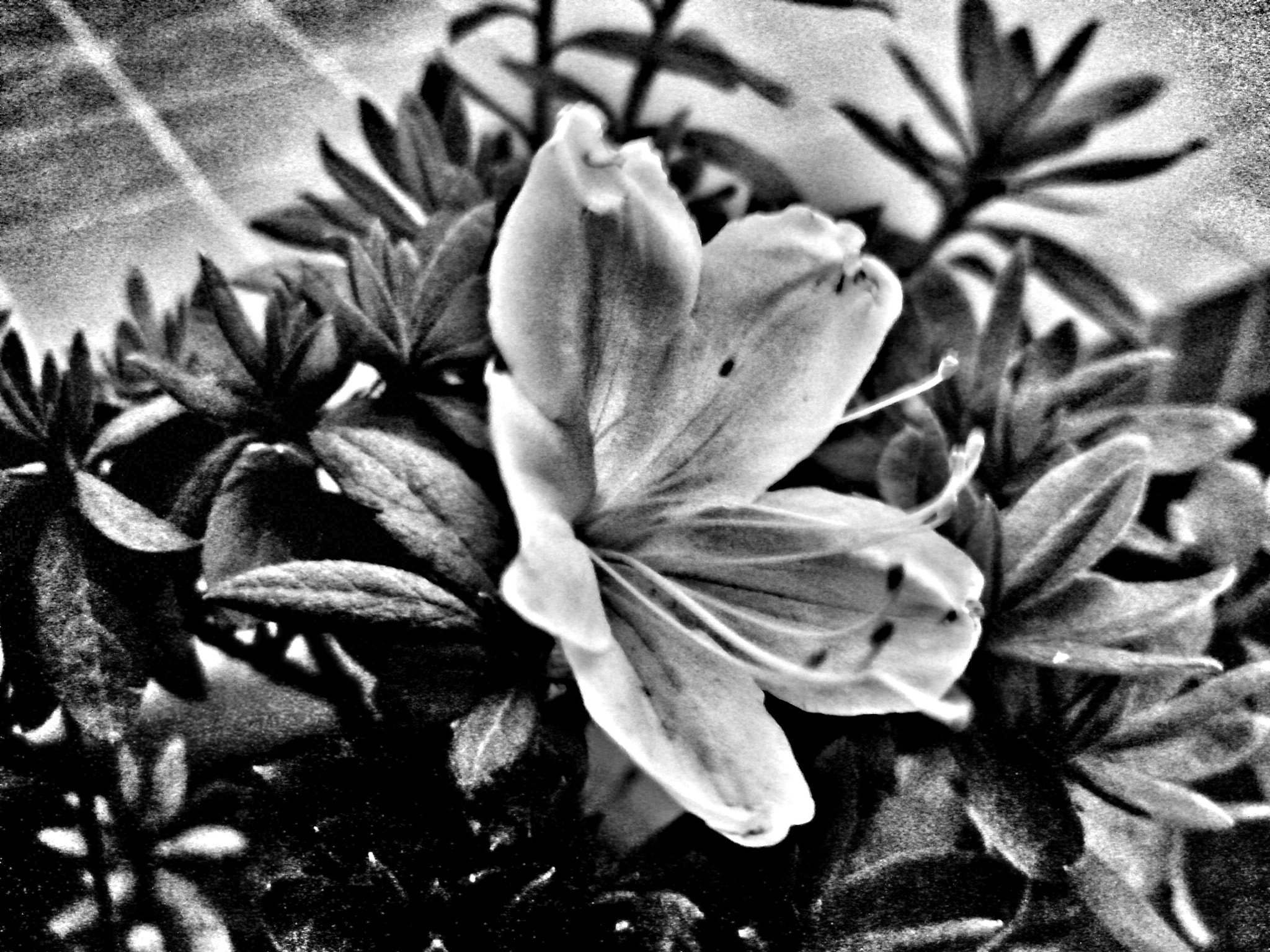 Motorola RAZR D3 sample photo. La linda flor en blanco y negro photography