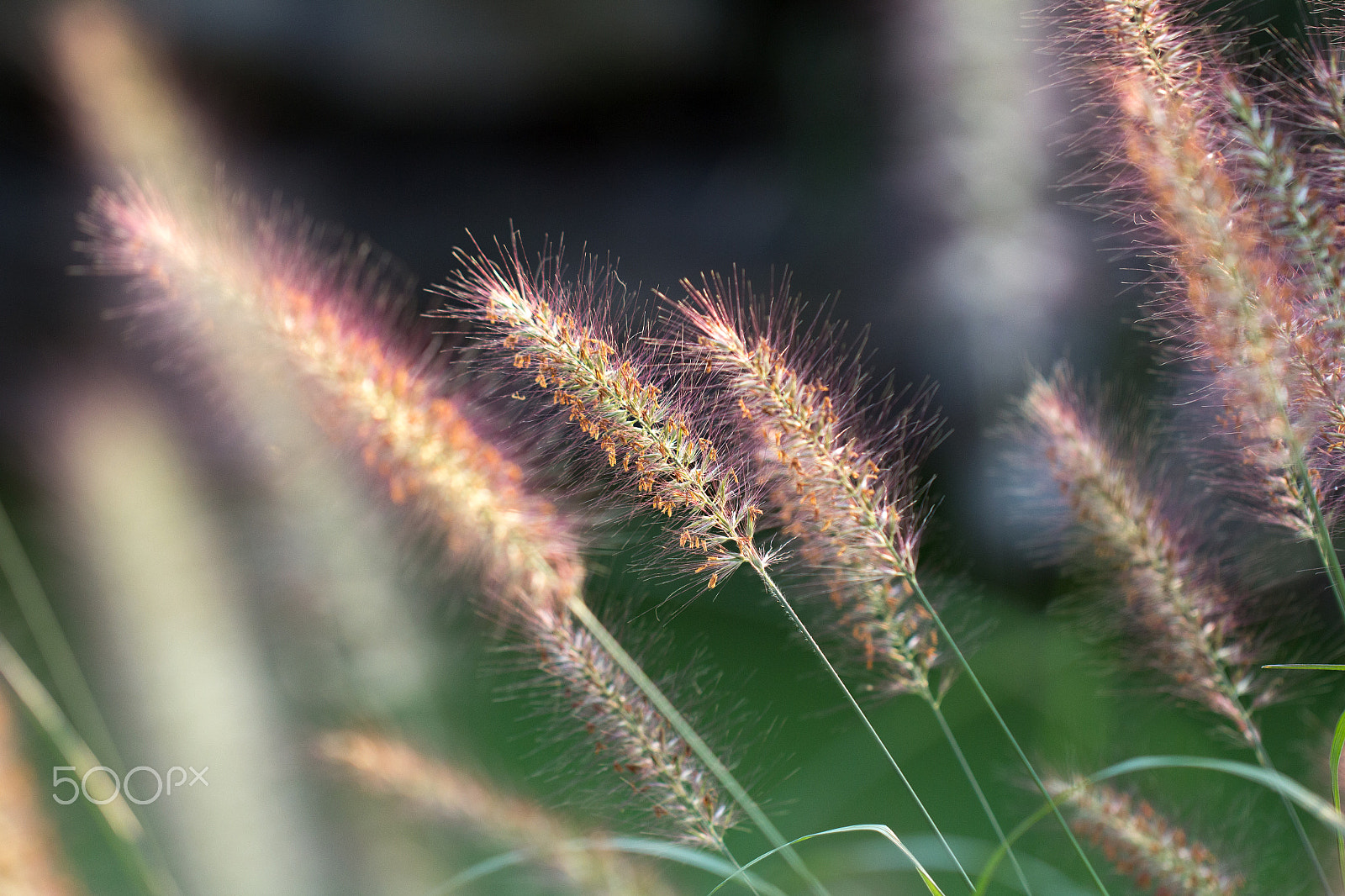 Canon EOS 60D + Canon EF 100mm F2.8L Macro IS USM sample photo. Mg photography