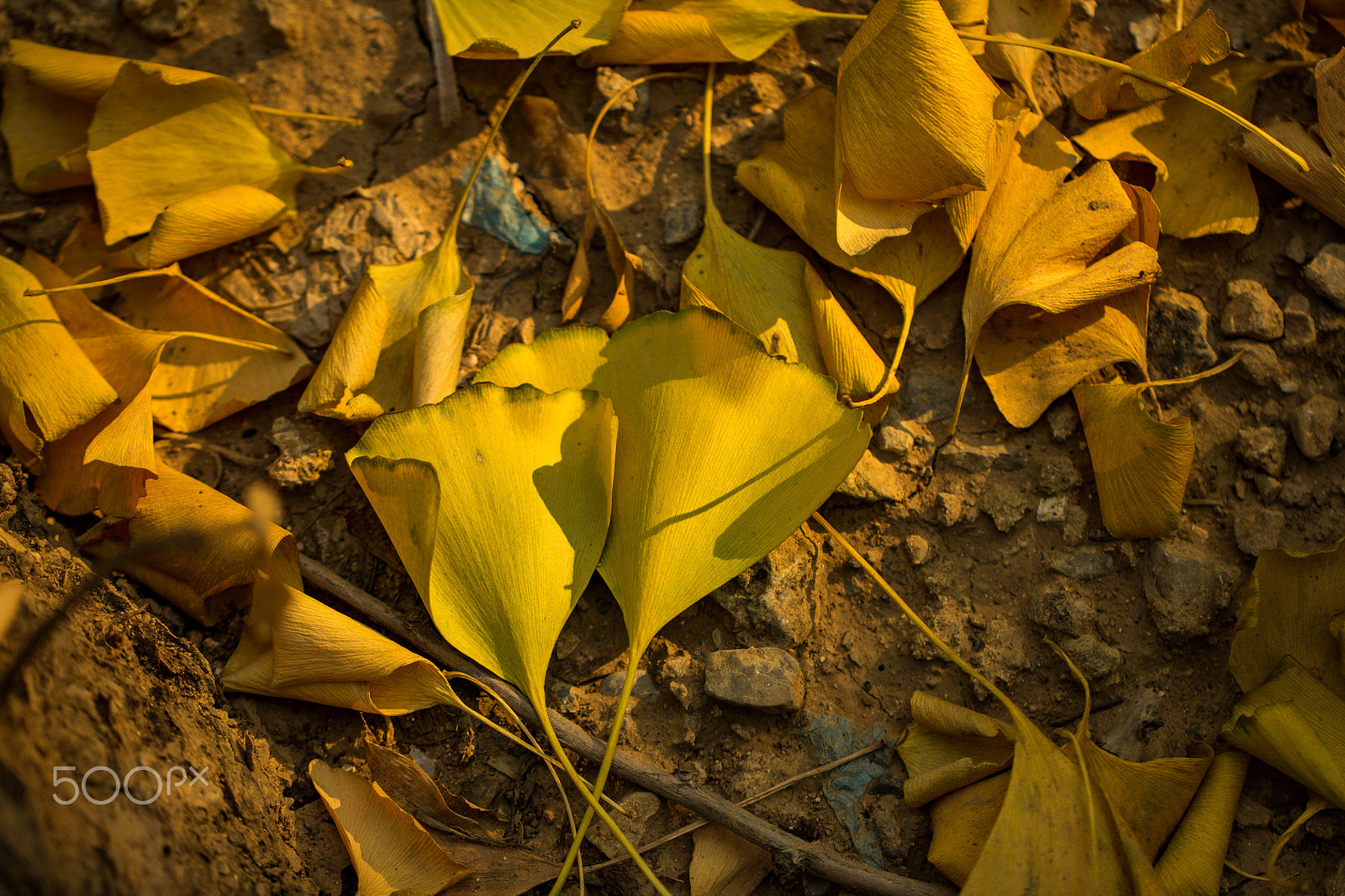 Canon EOS 60D + Canon EF 100mm F2.8L Macro IS USM sample photo. Mg photography