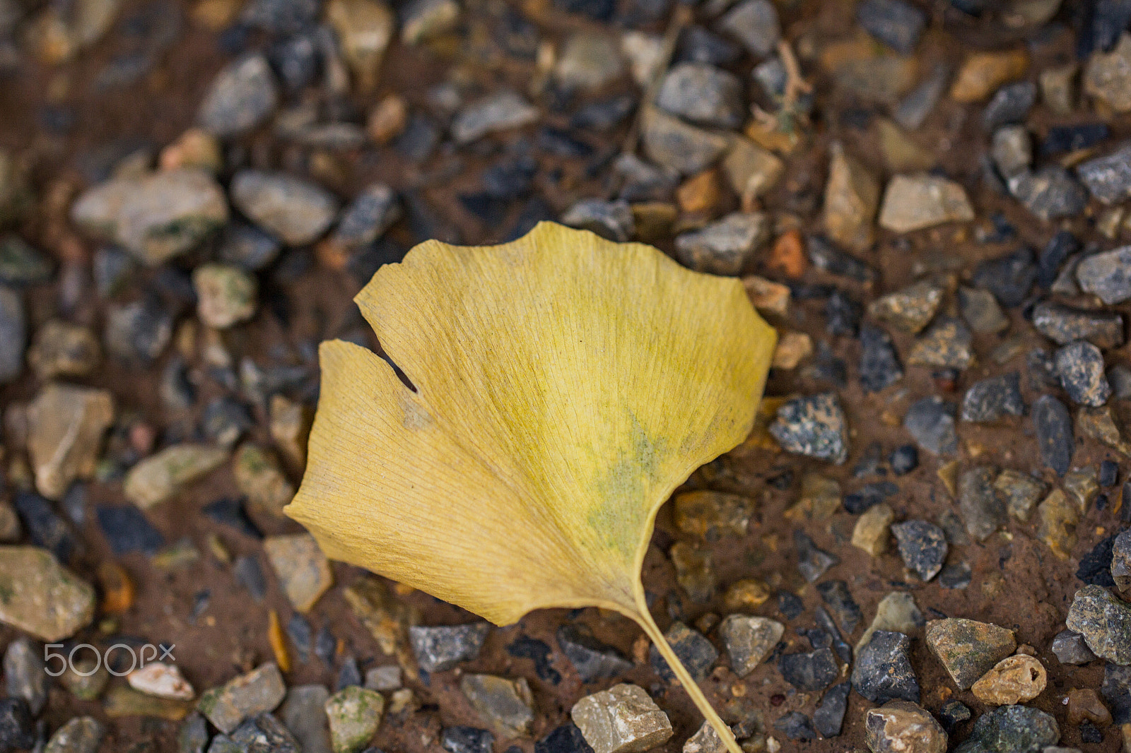 Canon EOS 60D + Canon EF 100mm F2.8L Macro IS USM sample photo. Mg photography