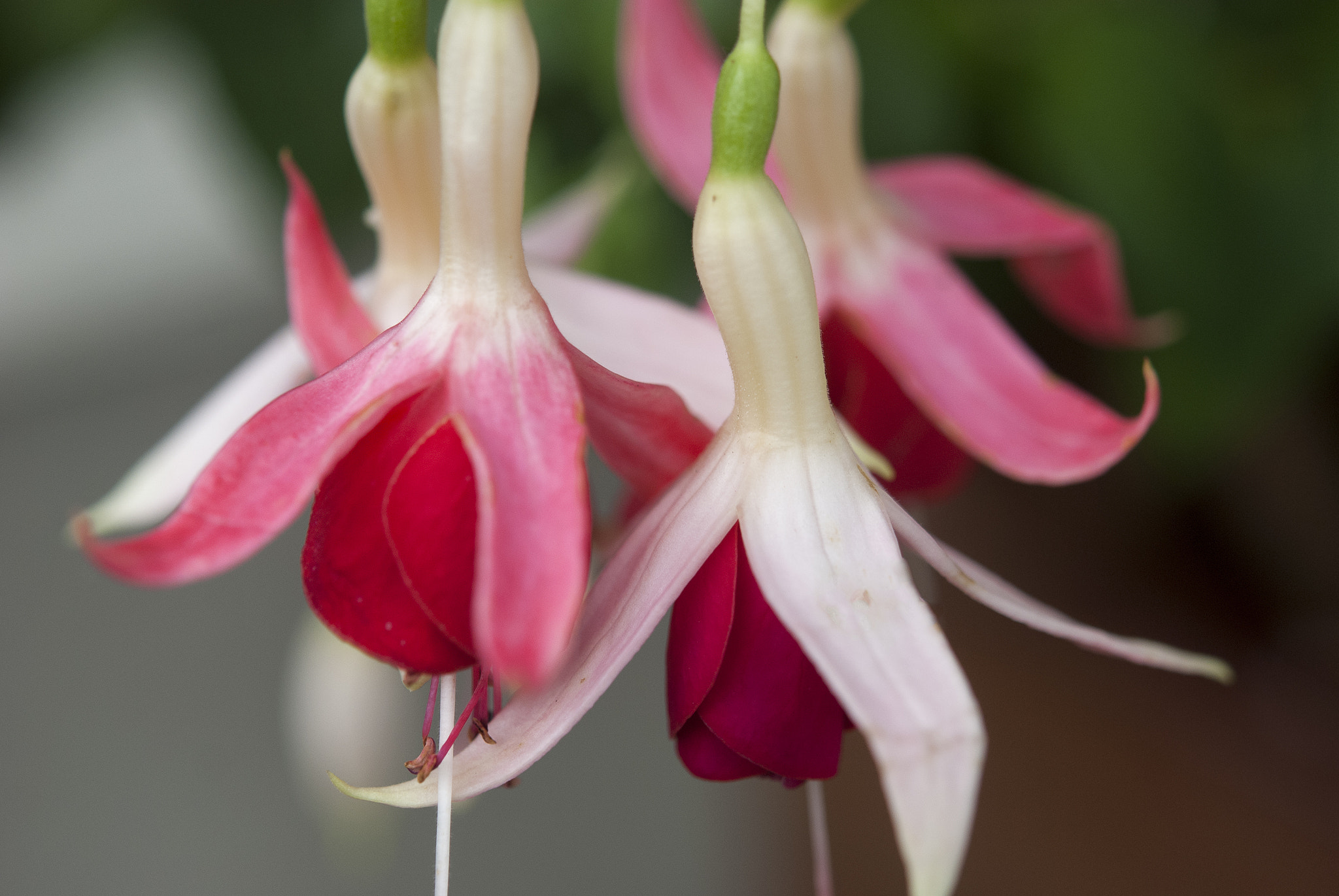 Nikon AF-S Micro-Nikkor 60mm F2.8G ED sample photo. Flowers photography