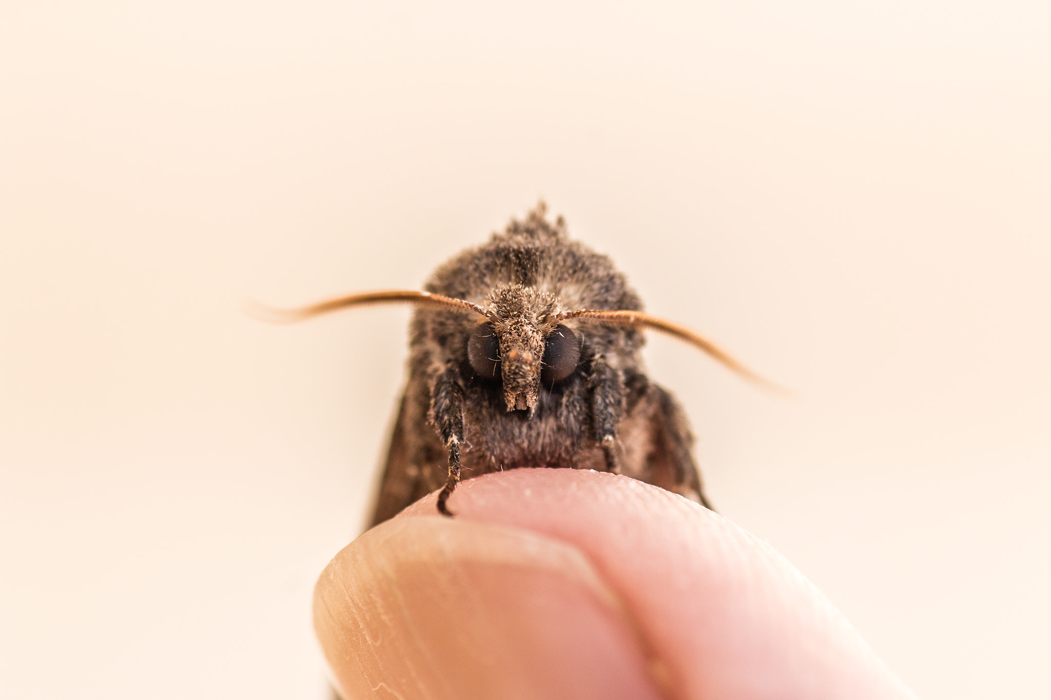 Canon EOS 70D + Tamron SP AF 90mm F2.8 Di Macro sample photo. Moth in macro photography