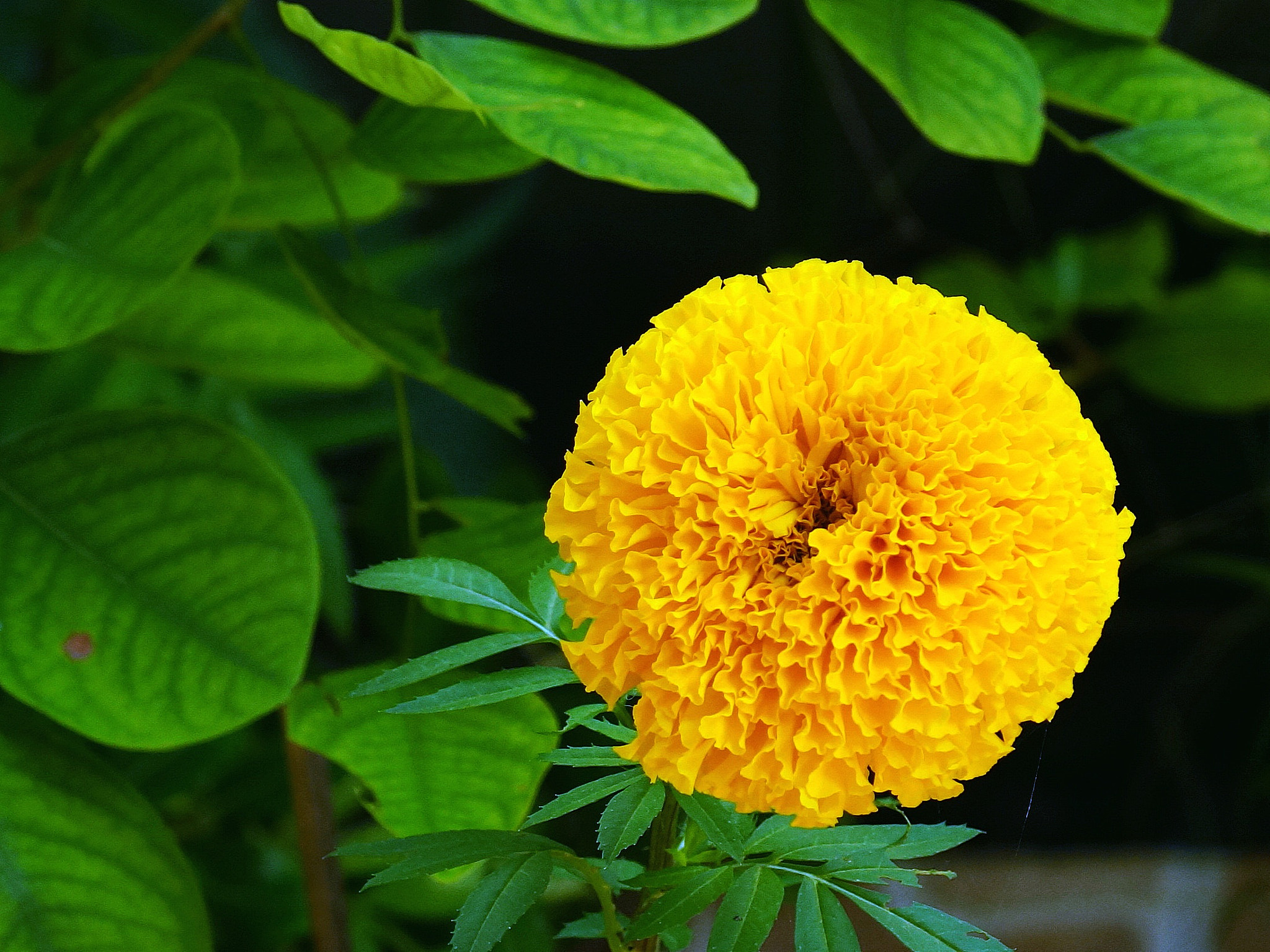 Sony 75-300mm F4.5-5.6 sample photo. Dsc photography
