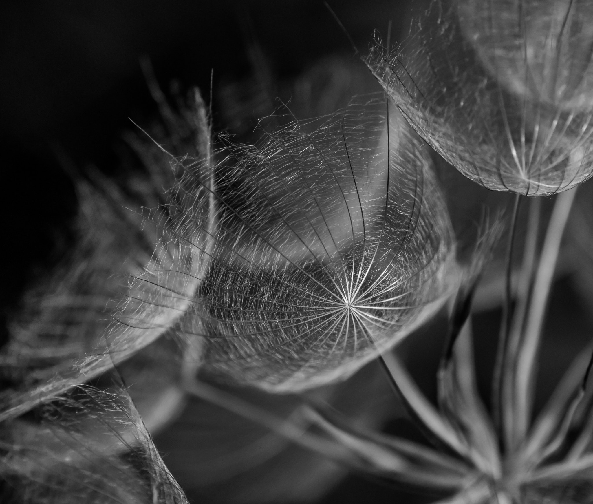 Canon EOS 70D + Tamron SP AF 90mm F2.8 Di Macro sample photo. Black and white dandy photography