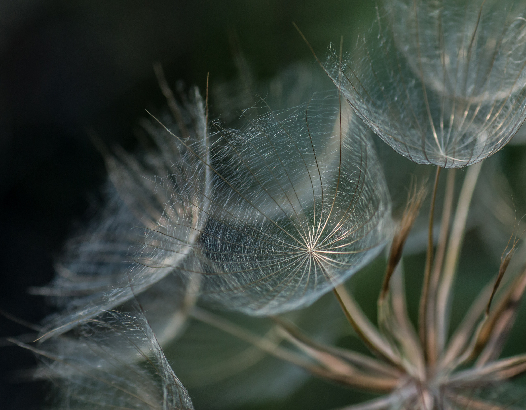 Tamron SP AF 90mm F2.8 Di Macro sample photo. Dandelion perfection photography