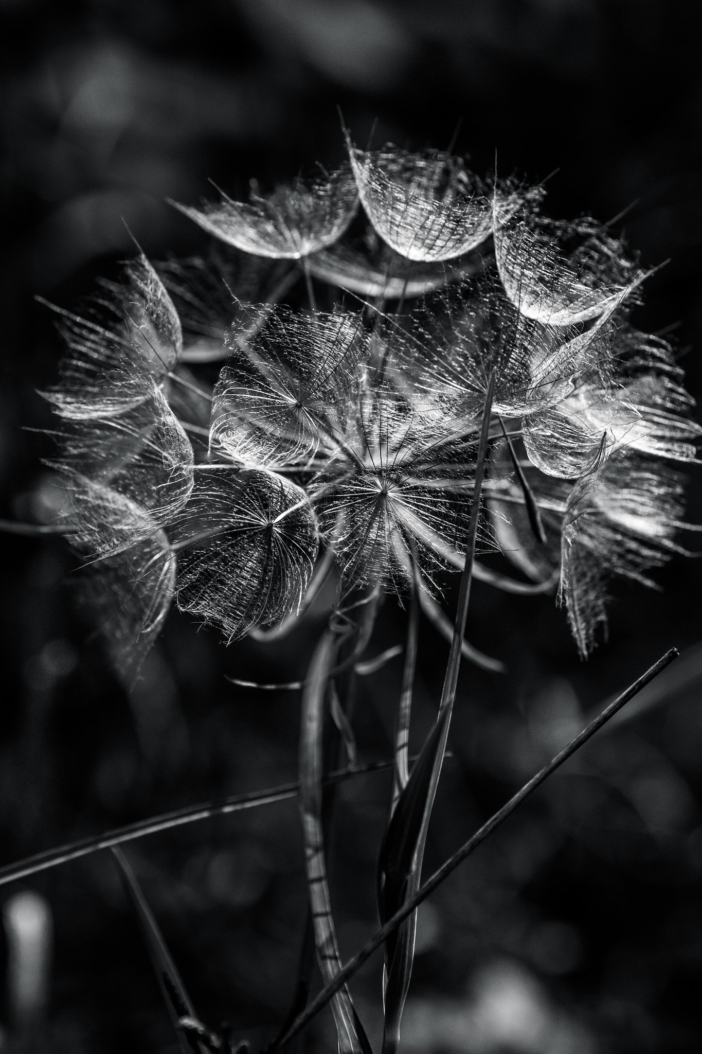 Tamron SP AF 90mm F2.8 Di Macro sample photo. Black and white dandelion photography