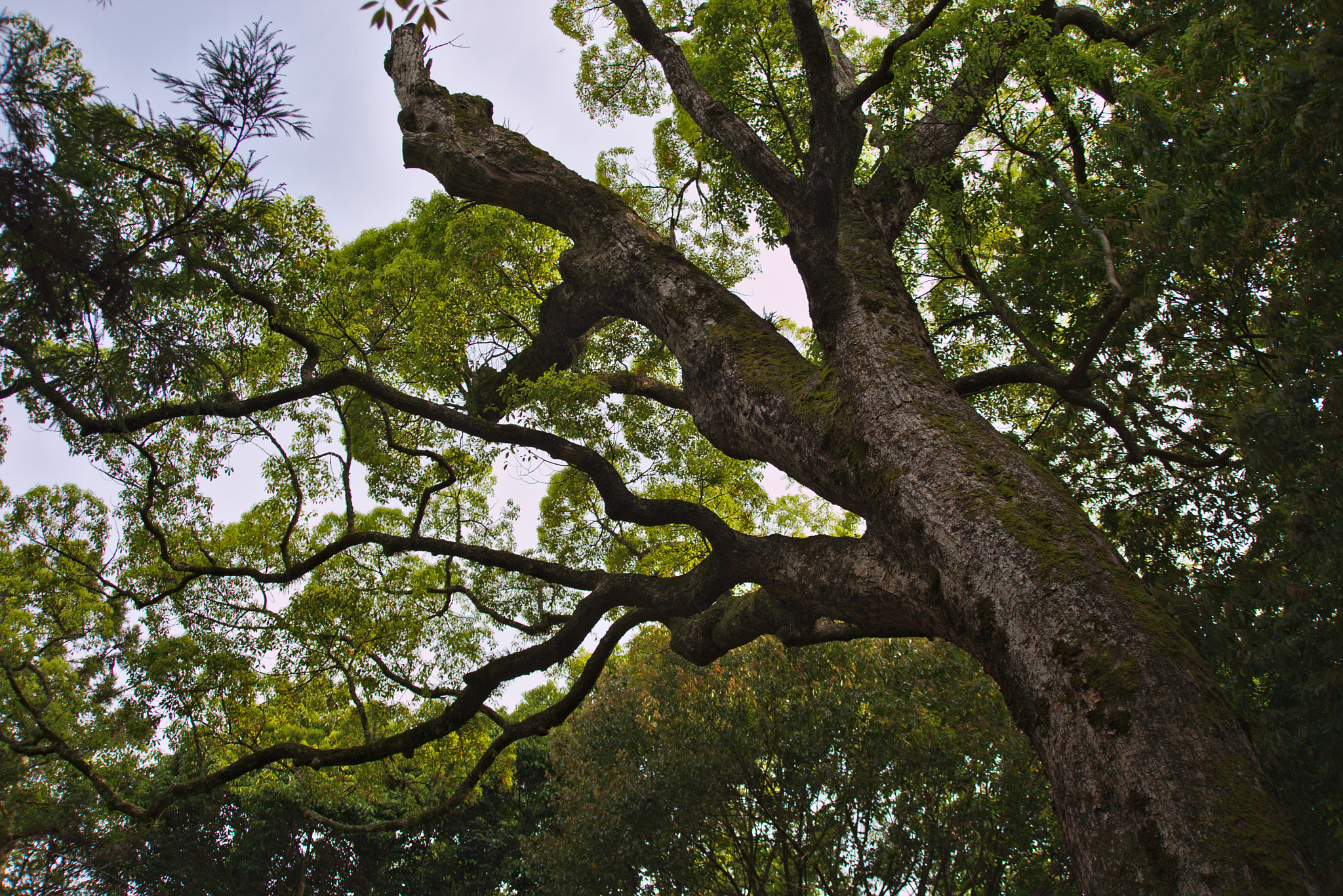 Canon EF 35-135mm f/4-5.6 USM sample photo. Majestic photography