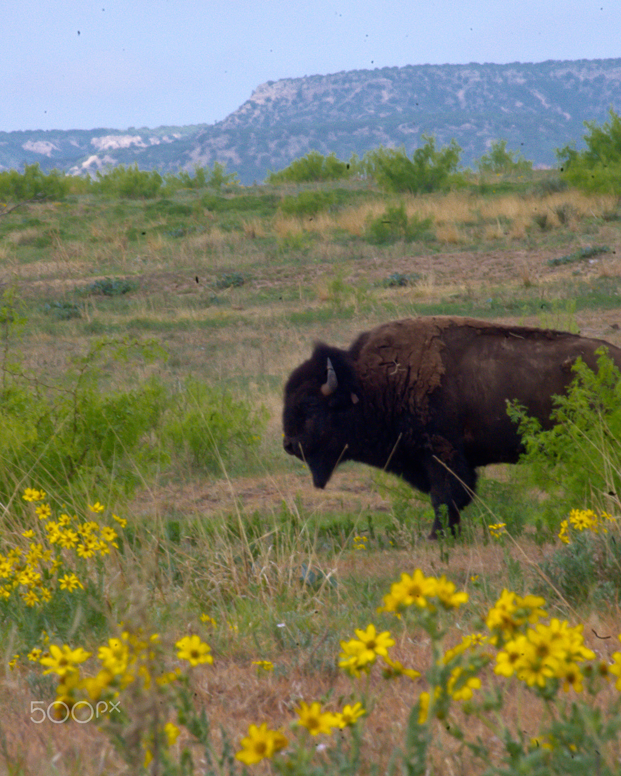 Pentax K-x + Tamron AF 70-300mm F4-5.6 Di LD Macro sample photo. Bison among the flowers photography