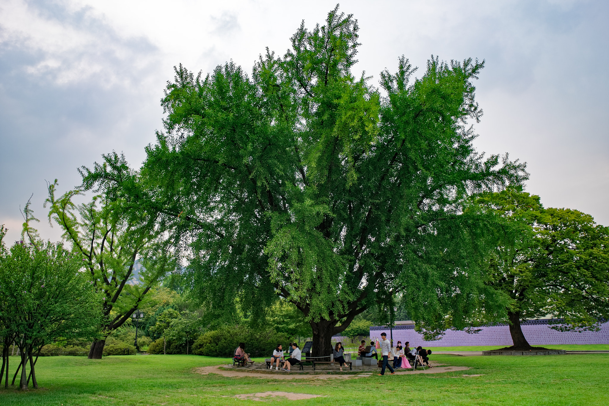 ZEISS Batis 18mm F2.8 sample photo. Old tree near gwang hwa moon photography