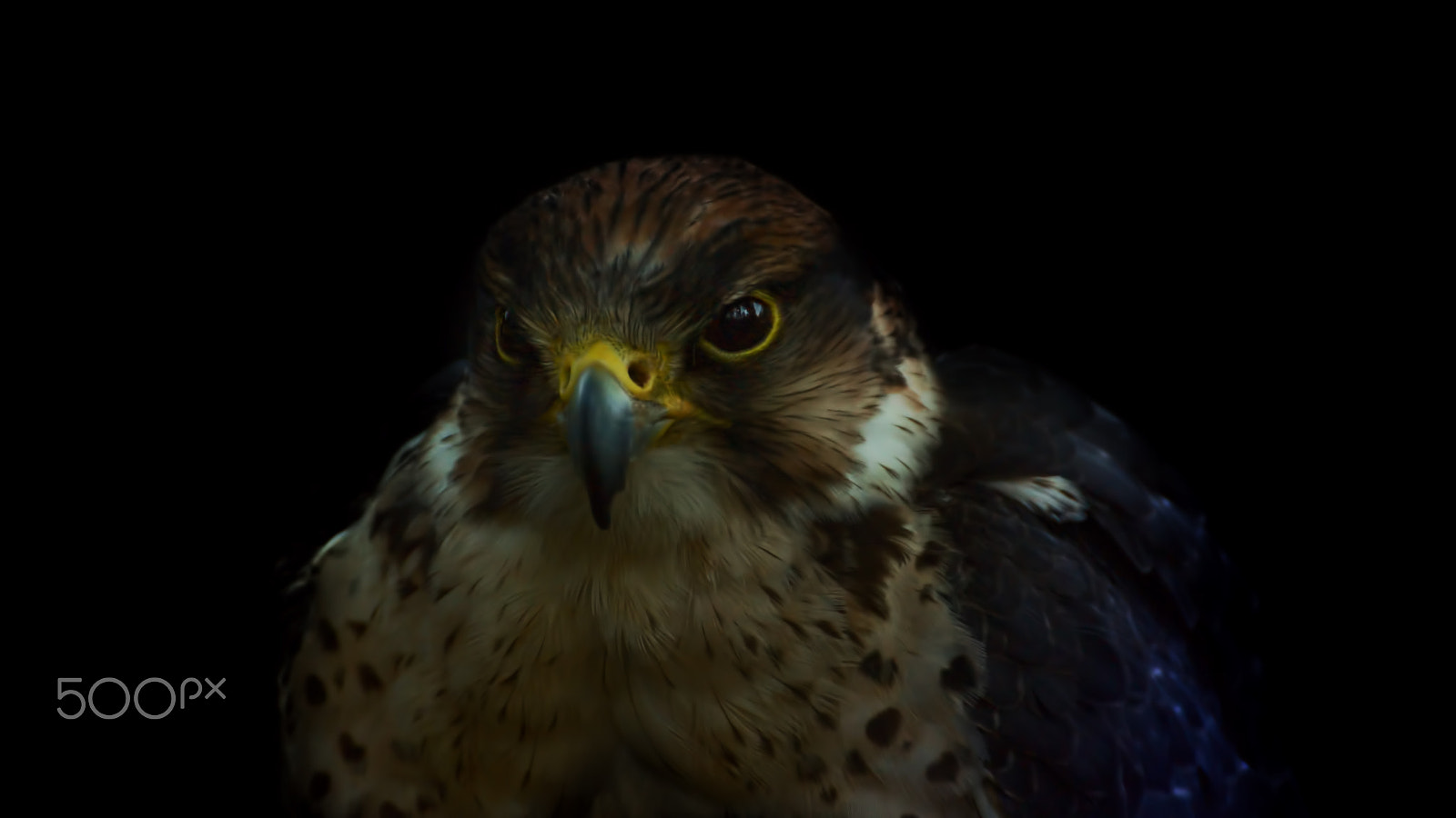 Tamron SP 70-300mm F4-5.6 Di USD sample photo. Lannerfalke photography