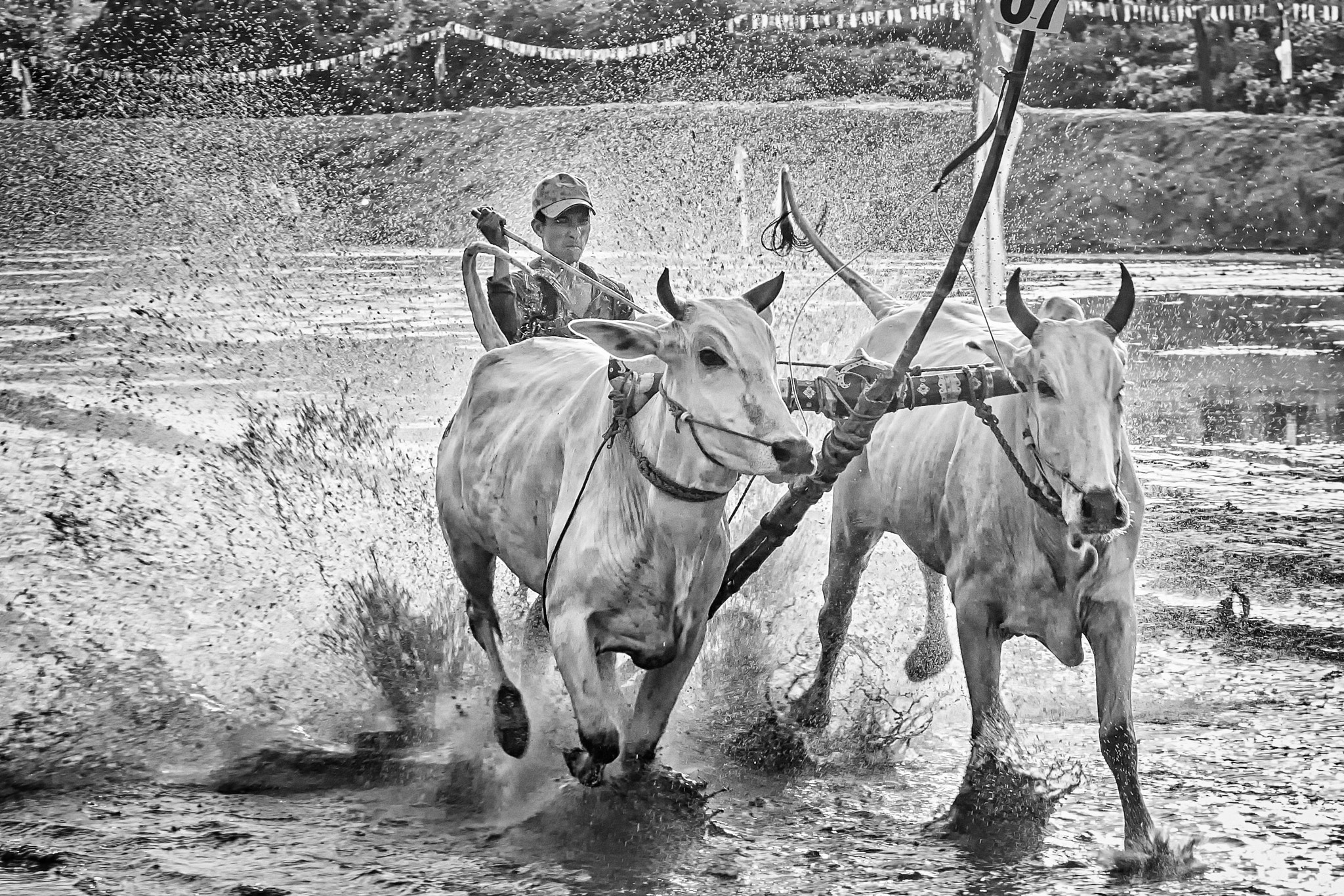 Sony SLT-A77 + Sony DT 50mm F1.8 SAM sample photo. Khmer cow racing photography