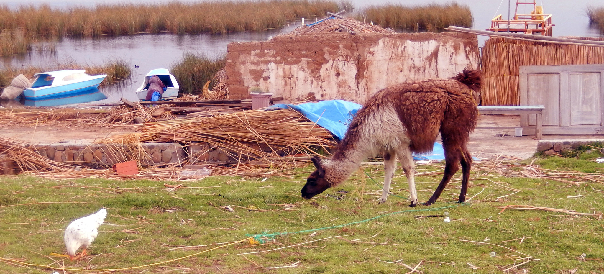 Nikon COOLPIX S9400 sample photo. Llama. photography