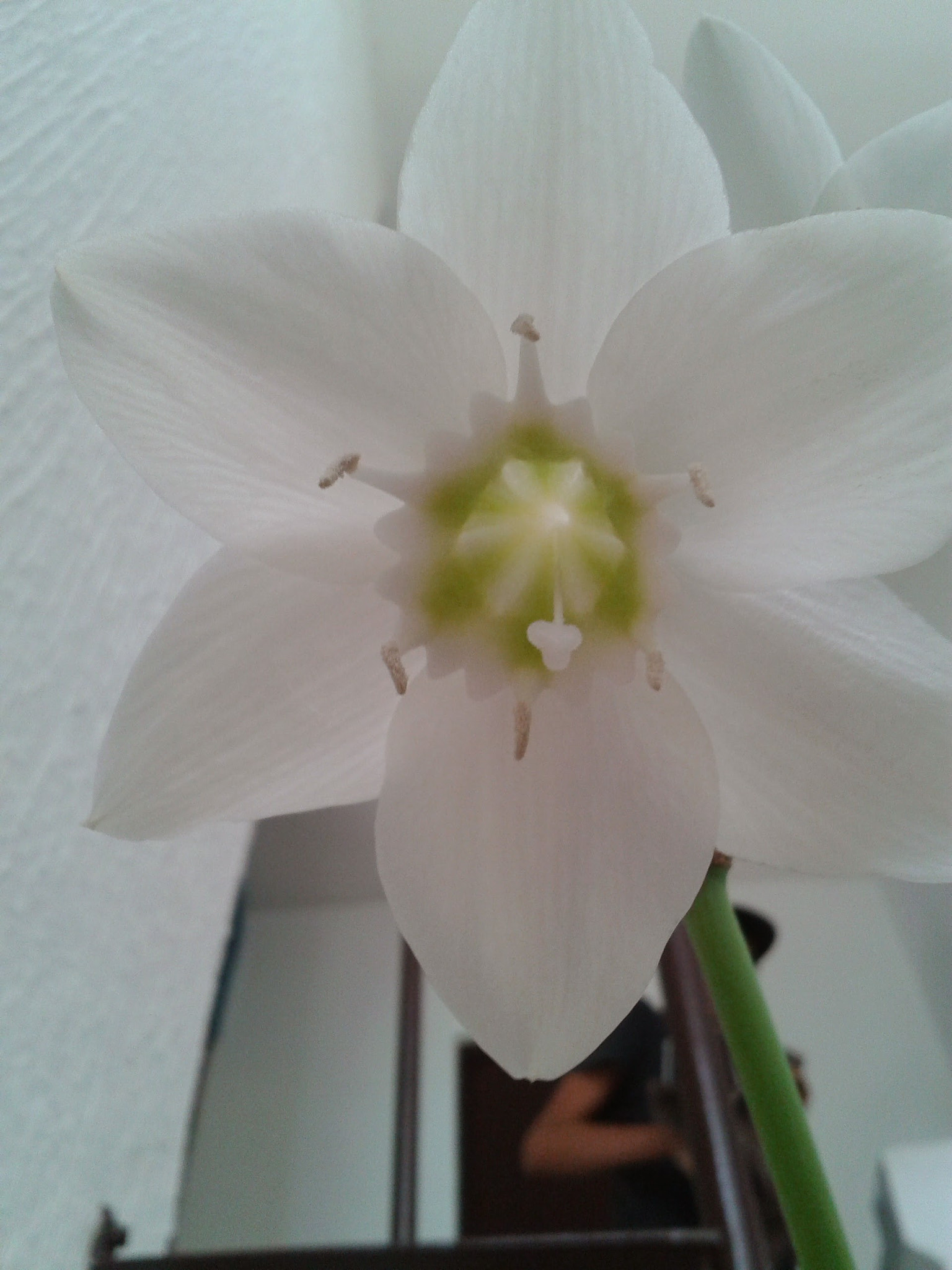 Samsung Galaxy Ace sample photo. Orquídea. foto tomada con celular. photography