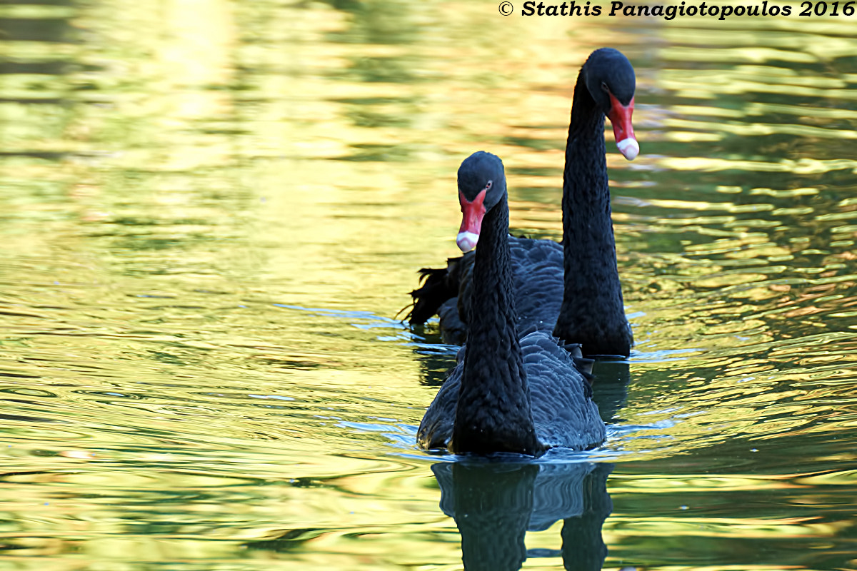 Tamron SP 70-300mm F4-5.6 Di USD sample photo. Black swans photography
