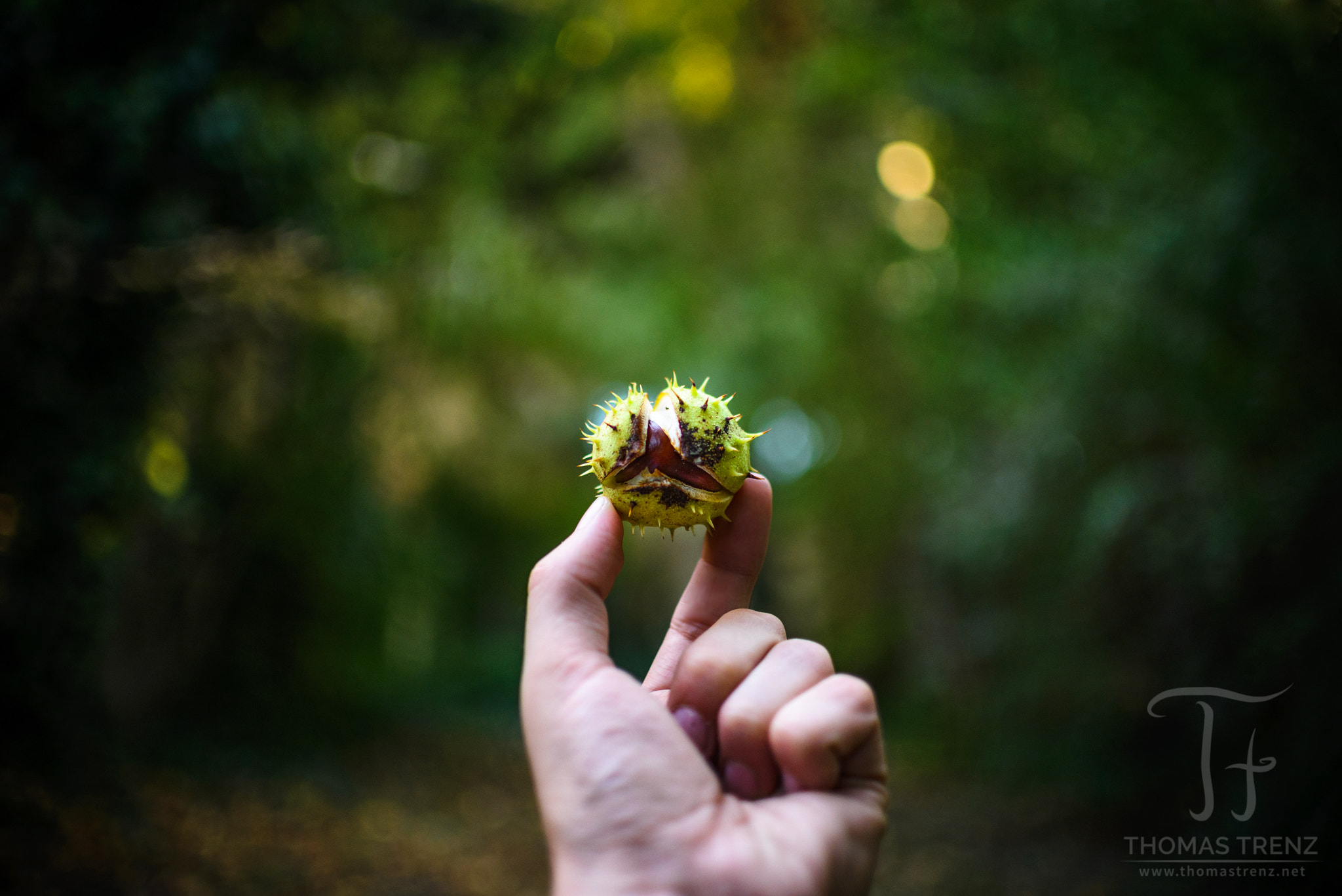 Nikon D600 + Nikon AF-S DX Nikkor 35mm F1.8G sample photo. Chestnut hands-on photography