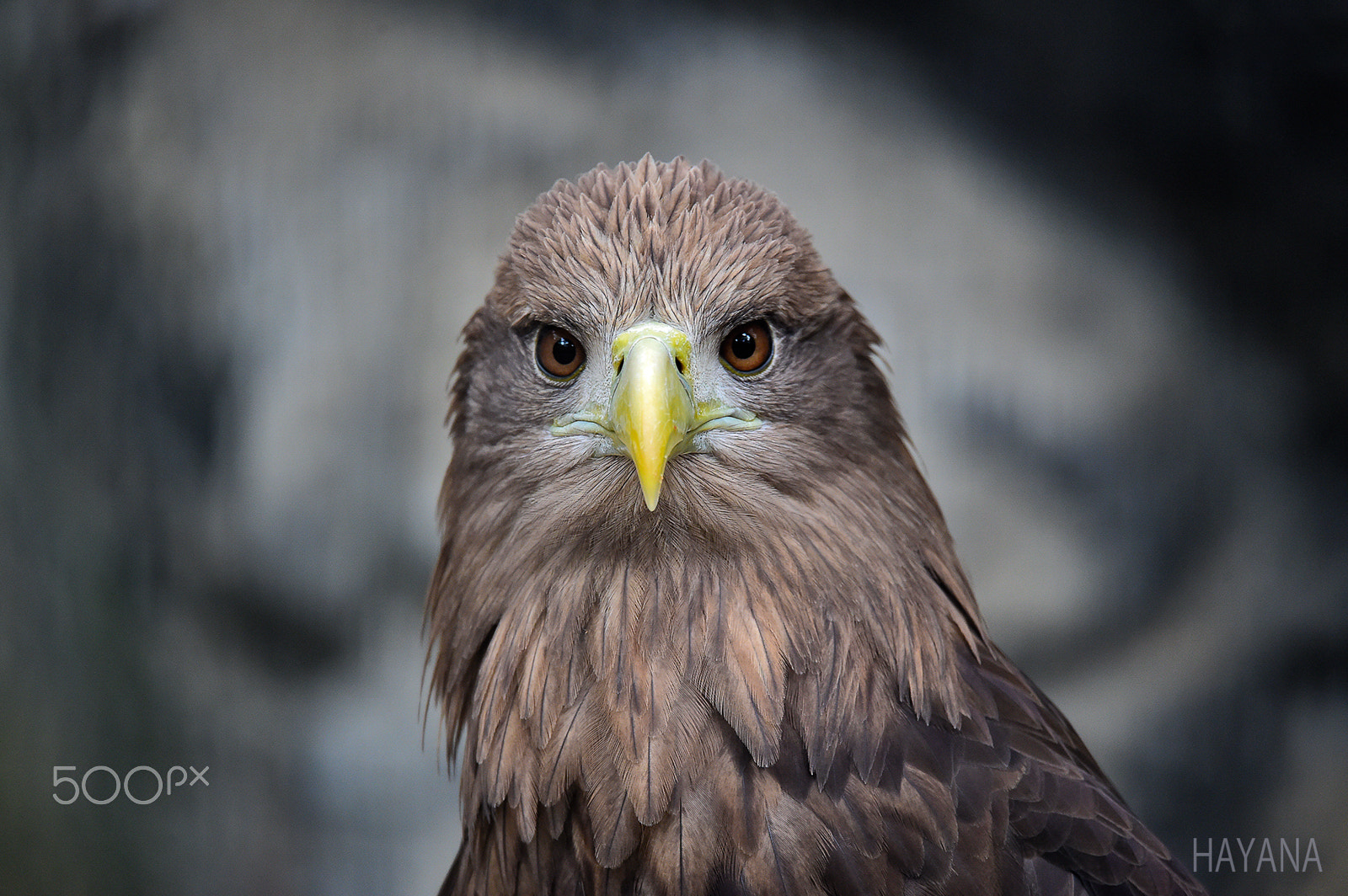 Sigma 150-600mm F5-6.3 DG OS HSM | S sample photo. Portrait. photography