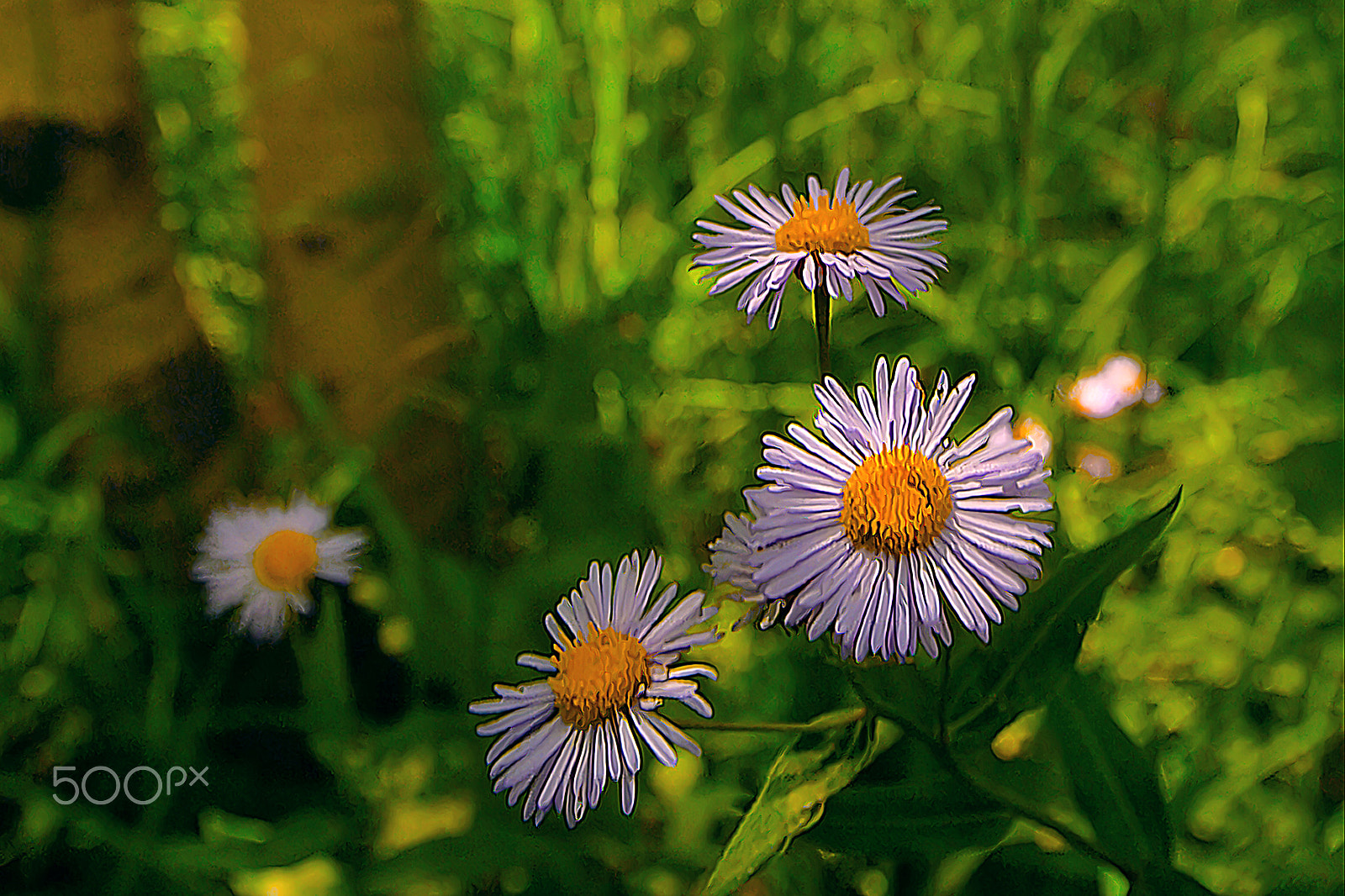 Kodak DCS Pro 14N sample photo. Four purple flowers photography